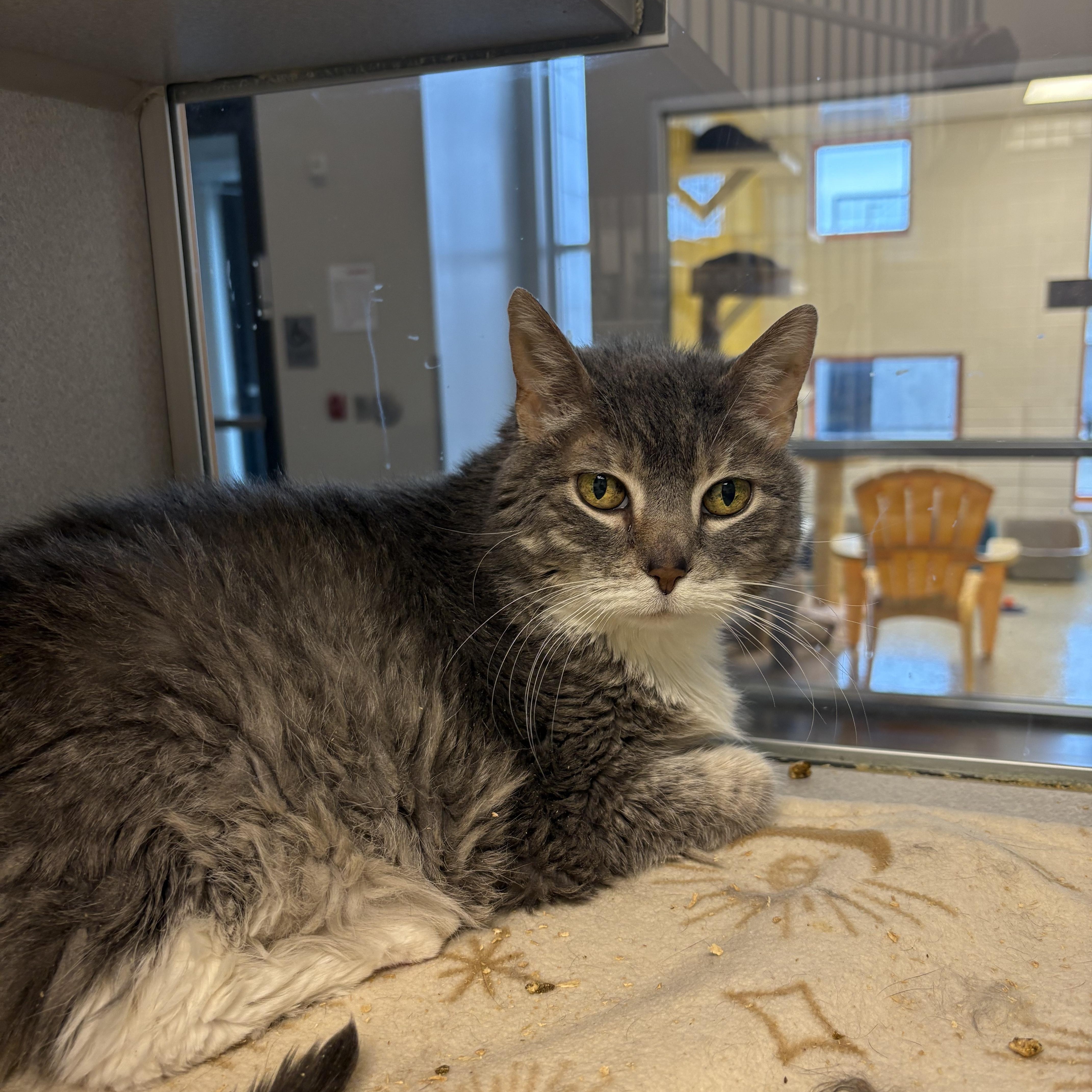 Hazel, Adoptable, Adult Female Domestic Short Hair.