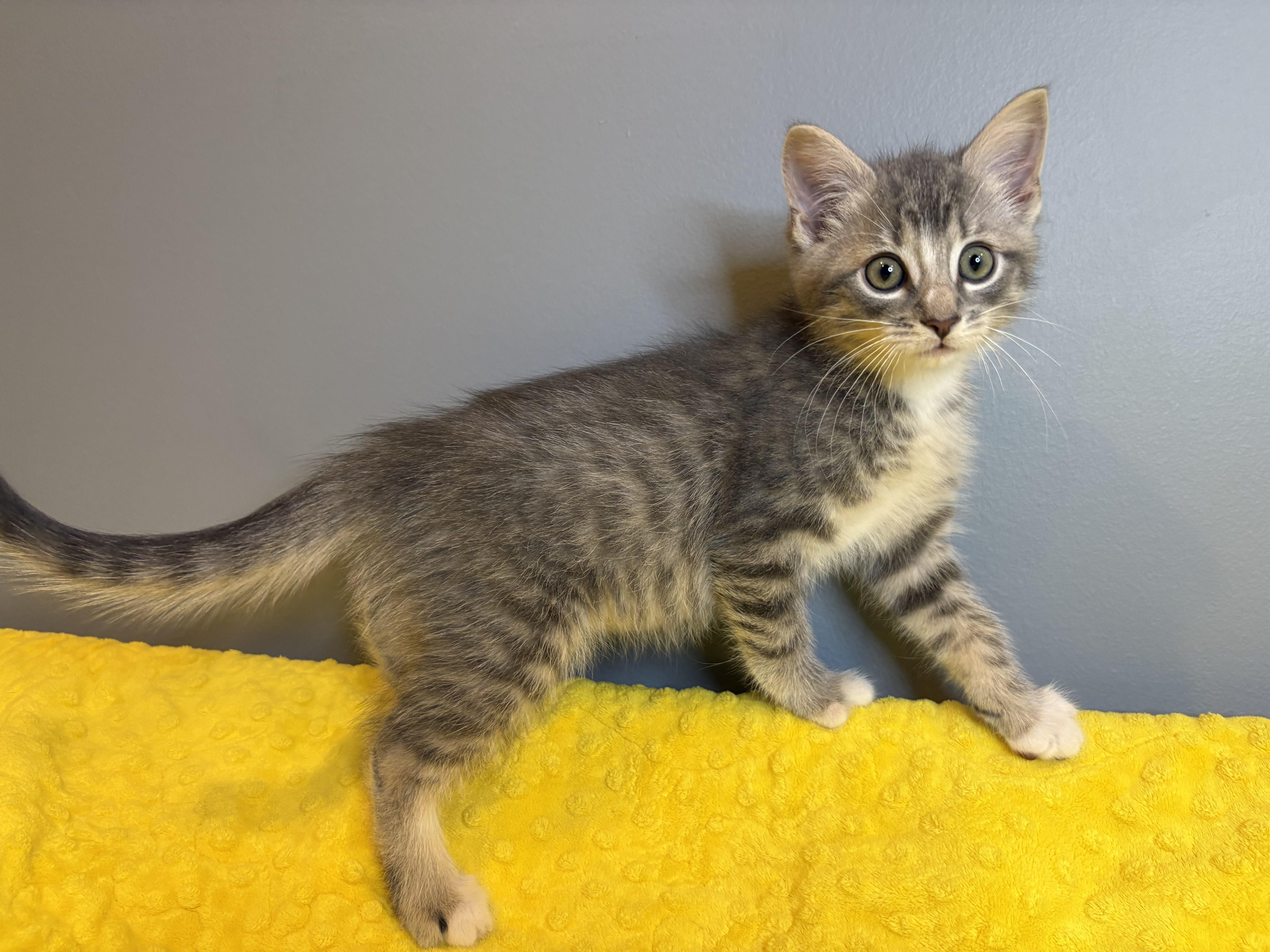 Winter KIttens-Snowball, an adopted Domestic Short Hair in Laurel, MD image 6/6