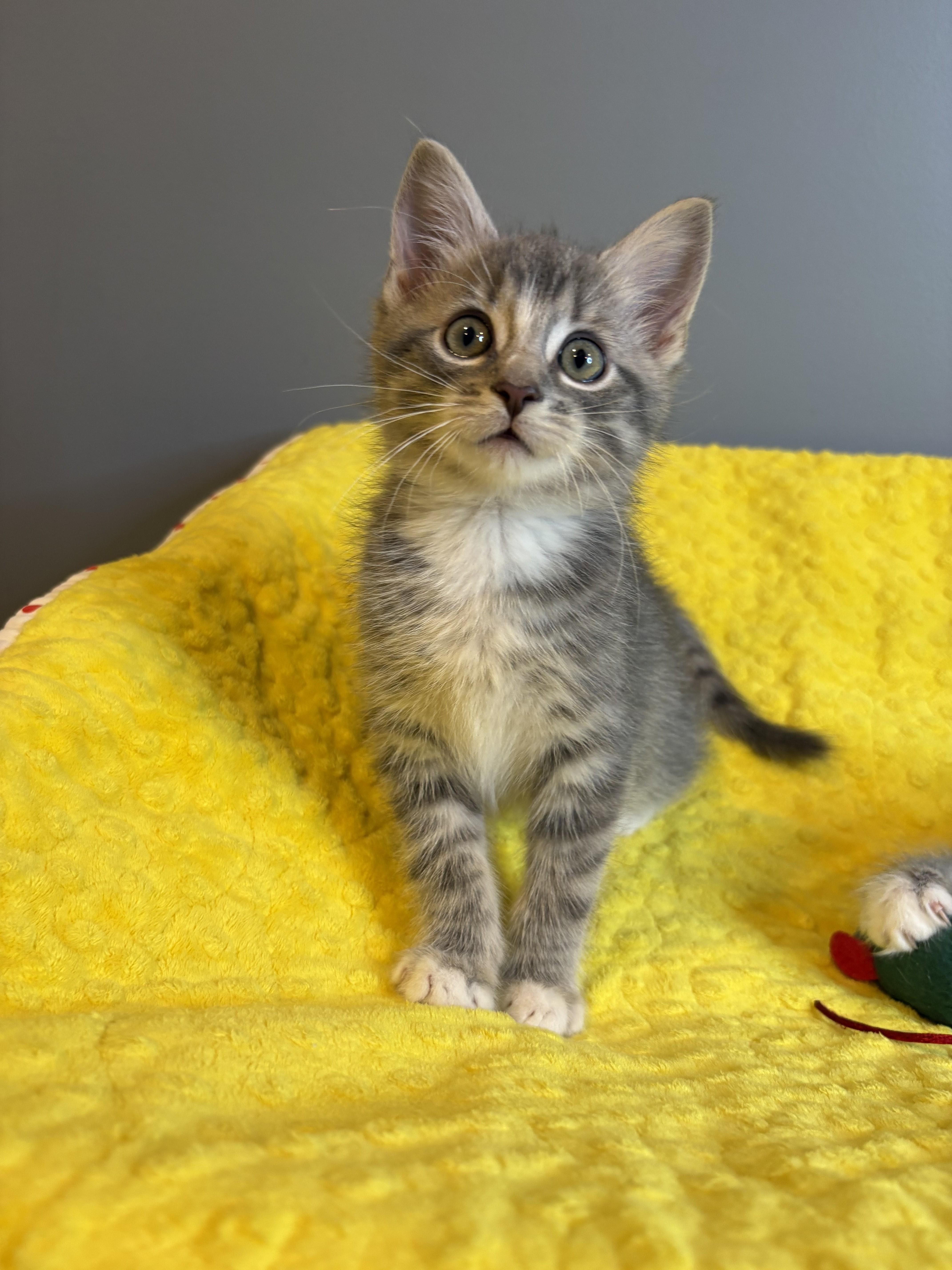 Winter KIttens-Snowball, an adopted Domestic Short Hair in Laurel, MD image 5/6