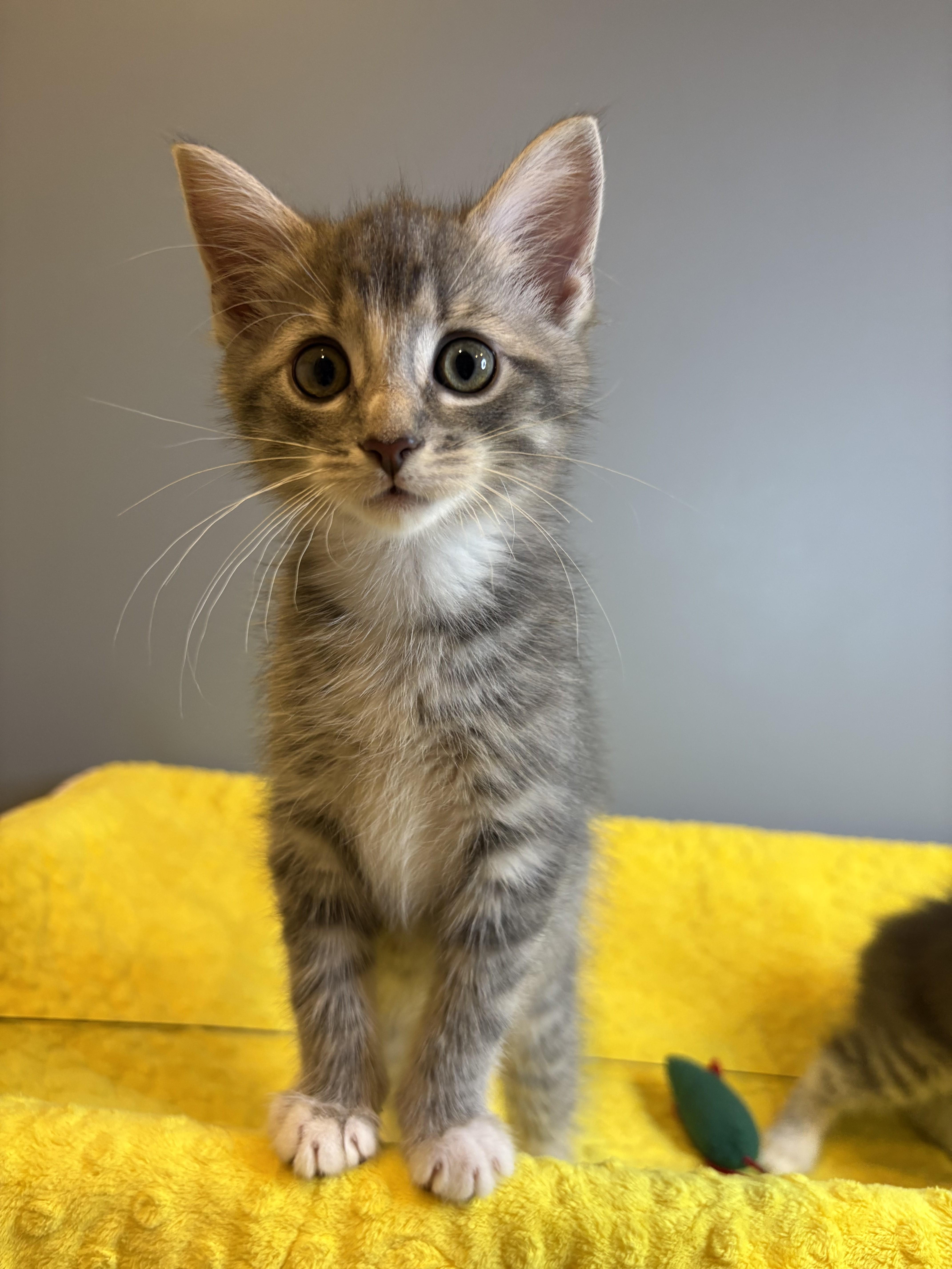 Winter KIttens-Snowball, an adopted Domestic Short Hair in Laurel, MD image 2/6