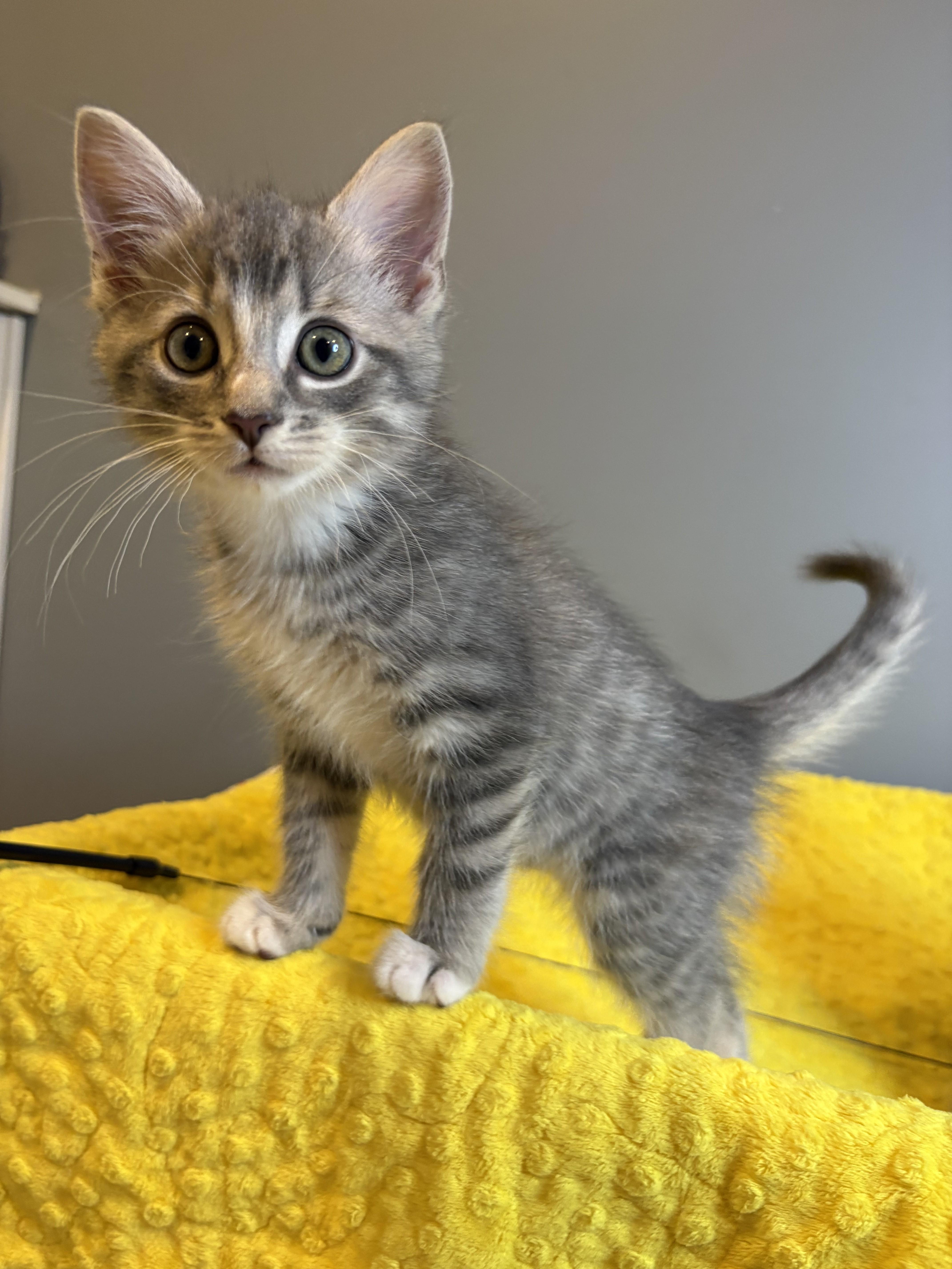 Winter KIttens-Snowball, an adopted Domestic Short Hair in Laurel, MD image 4/6