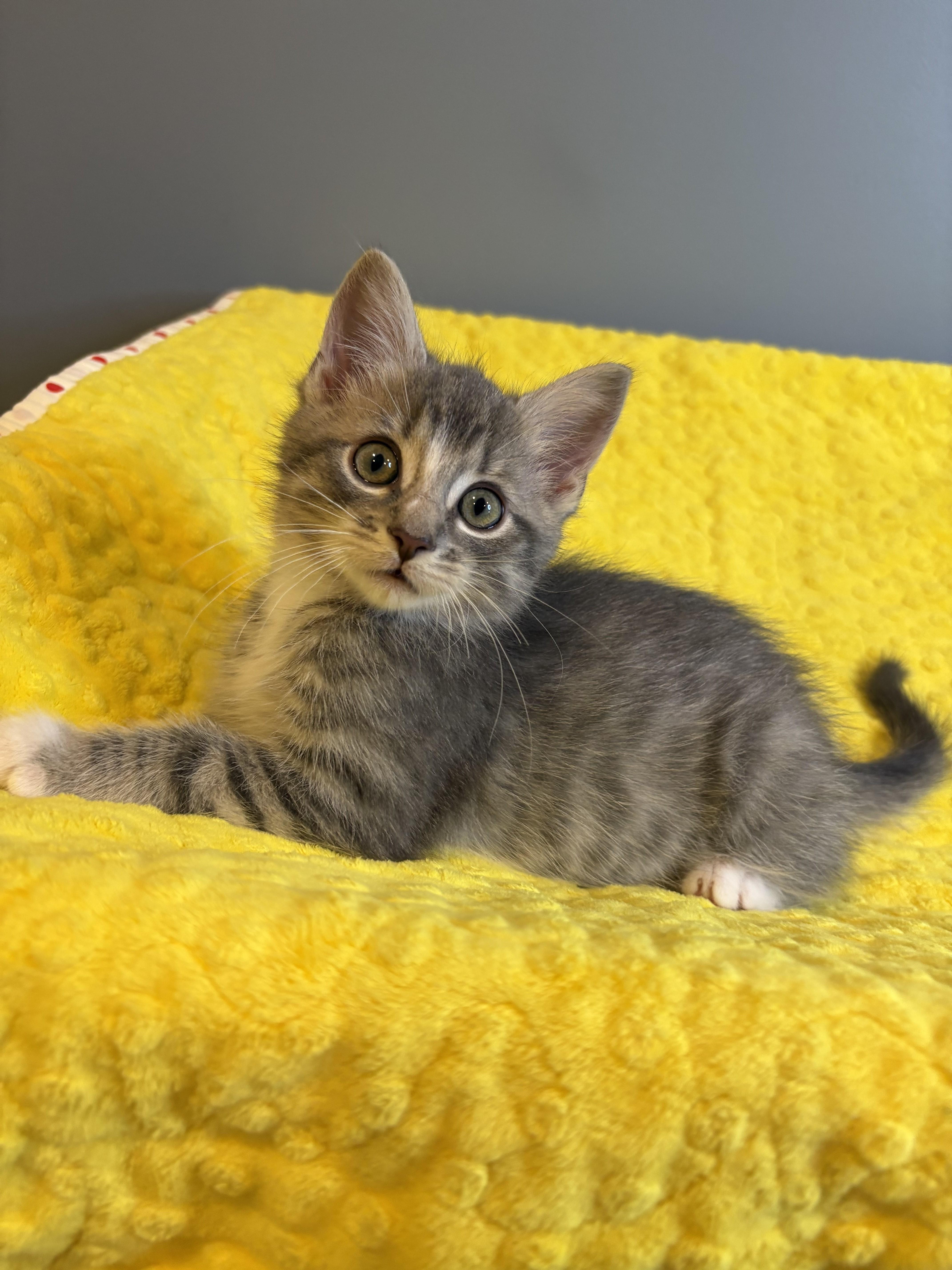 Winter KIttens-Snowball, an adopted Domestic Short Hair in Laurel, MD image 3/6
