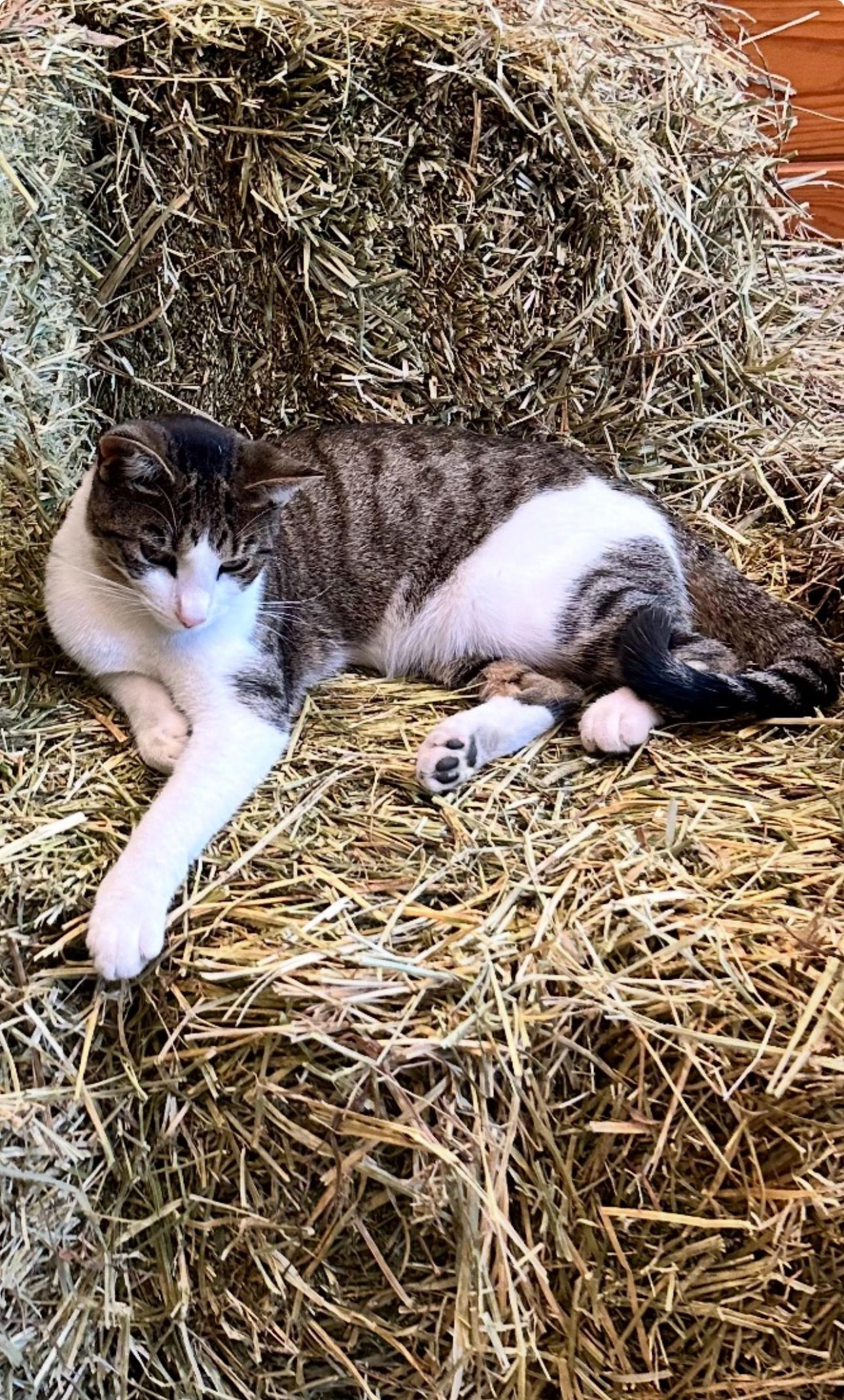 Enlarge Princess Poppy, a Adoptable American Shorthair in Ocala, FL image 1/2