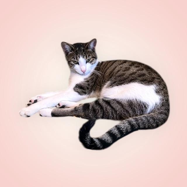 Enlarge Princess Poppy, a Adoptable American Shorthair in Ocala, FL image 2/2