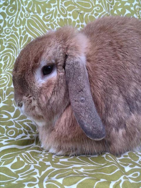 Enlarge KIRBY, a Adoptable Holland Lop in Santa Barbara, CA image 1/1