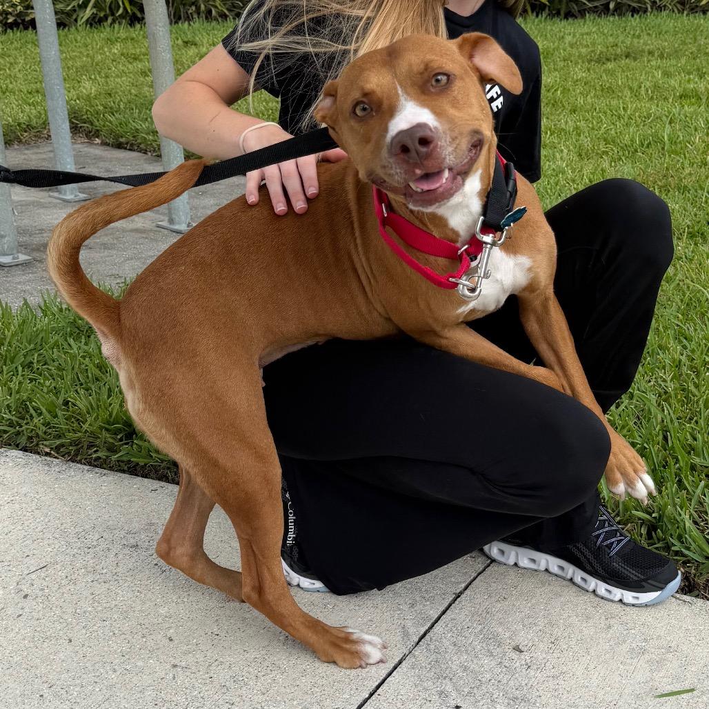 Honey, Adoptable, Adult Female Catahoula Leopard Dog & Mixed Breed.