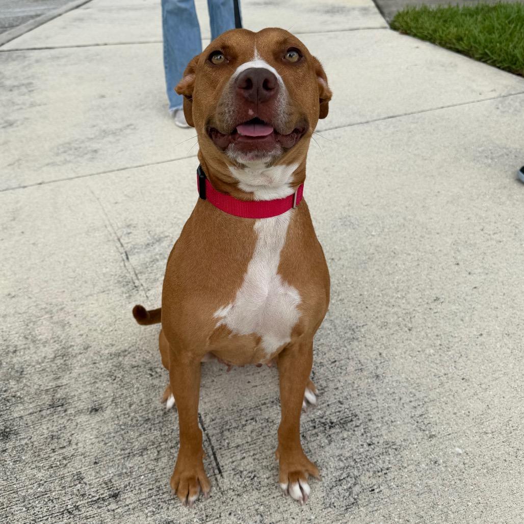 Enlarge Honey, a Adoptable mixed breed in West Palm Beach, FL image 2/5