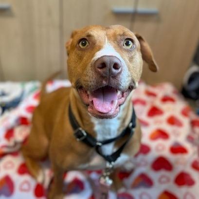 Enlarge Honey, a Adoptable mixed breed in West Palm Beach, FL image 3/5