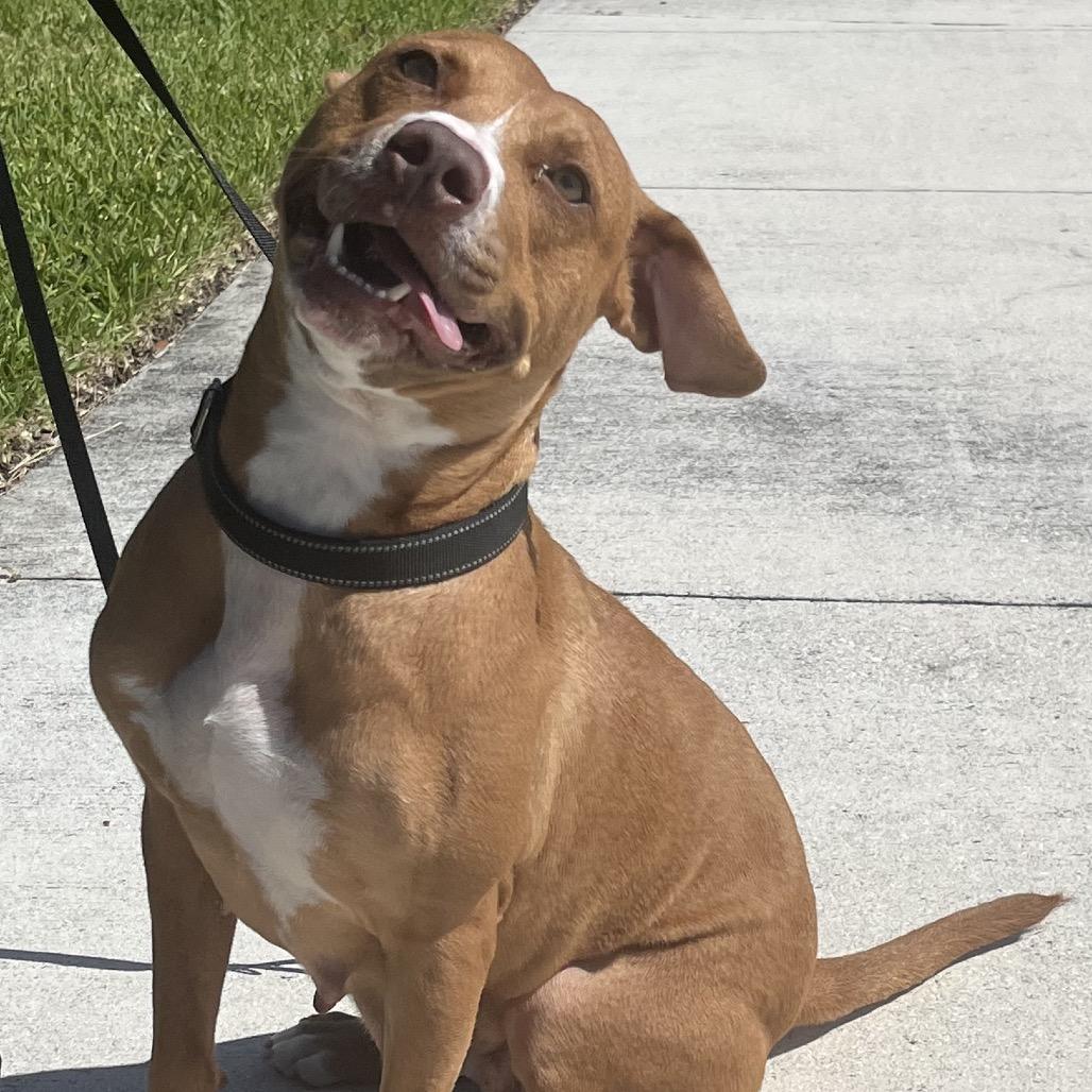Enlarge Honey, a Adoptable mixed breed in West Palm Beach, FL image 4/5