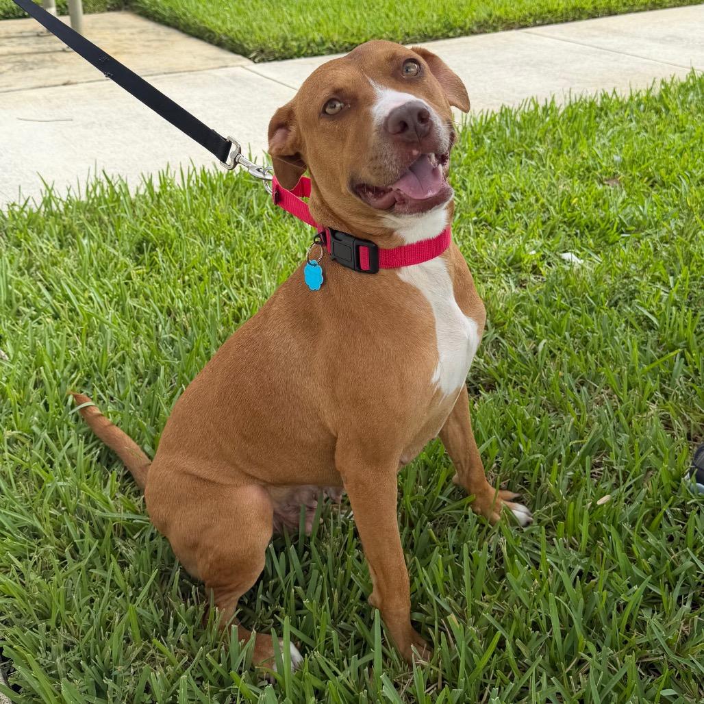 Enlarge Honey, a Adoptable mixed breed in West Palm Beach, FL image 5/5
