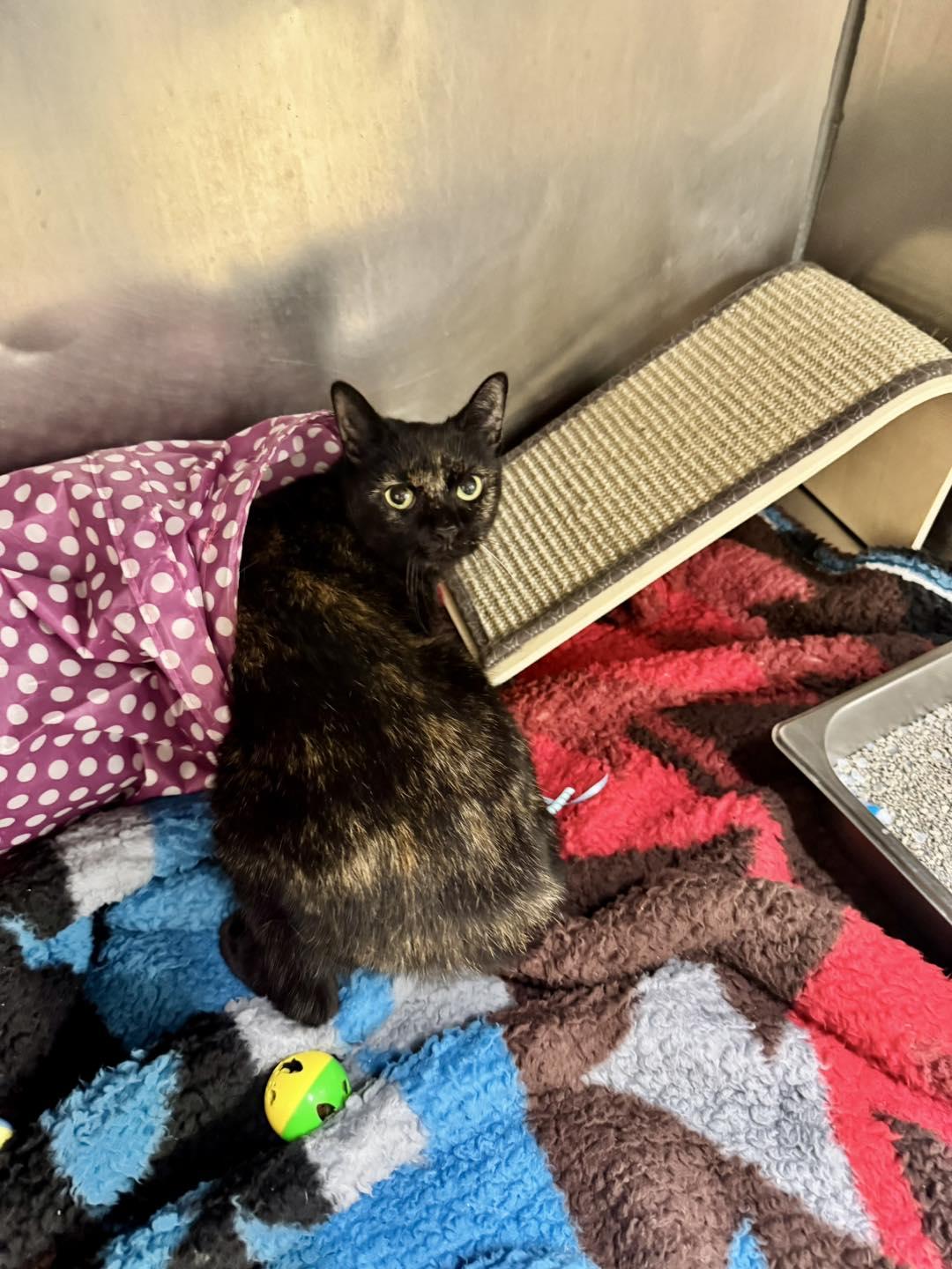 Enlarge Mistletoe , a ADOPTABLE Tortoiseshell in Passaic, NJ image 1/2