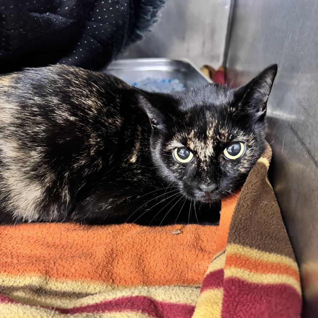 Mistletoe , ADOPTABLE, Adult Female Tortoiseshell.