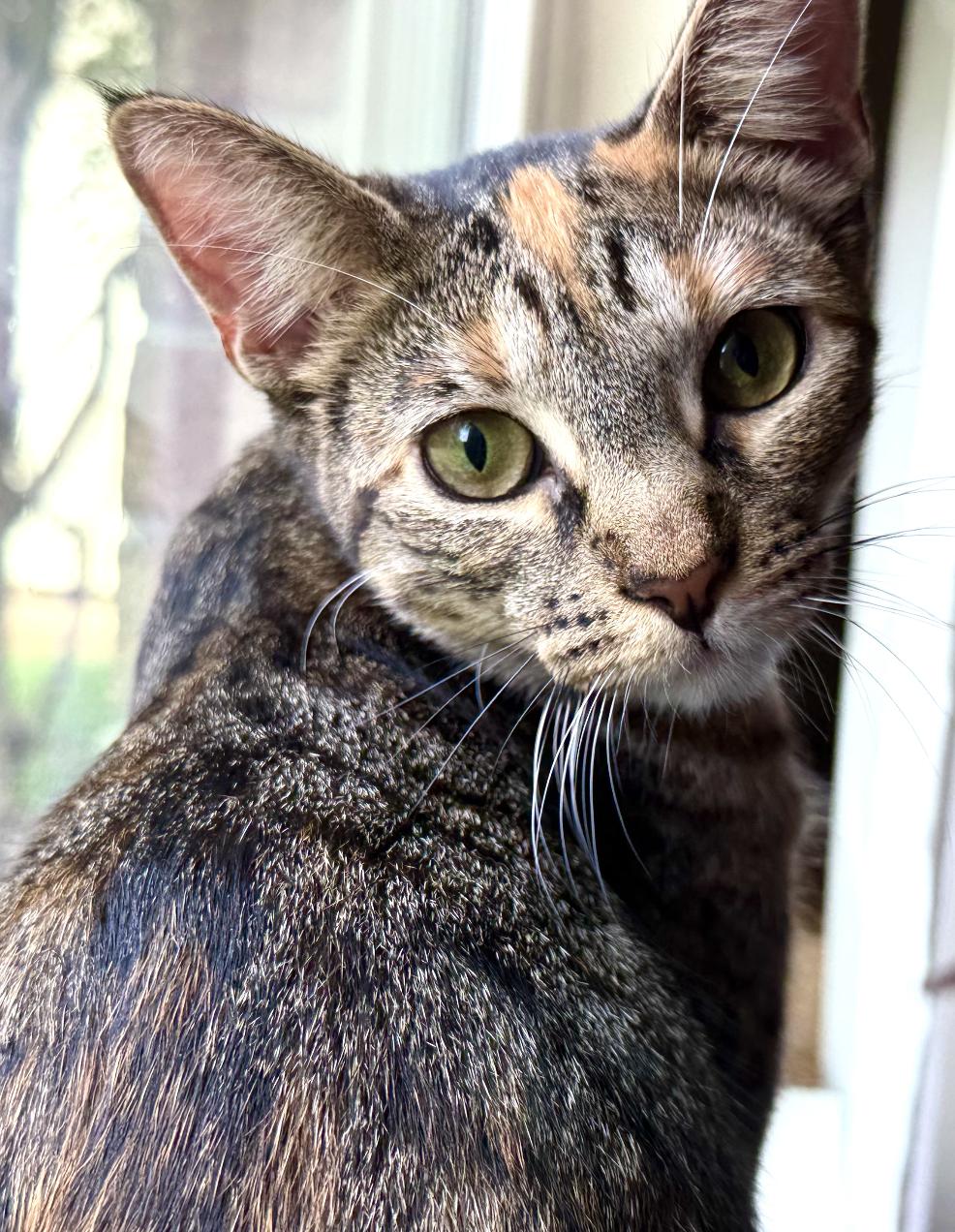 Clementine, Adoptable, Young Female Tabby & Domestic Short Hair.