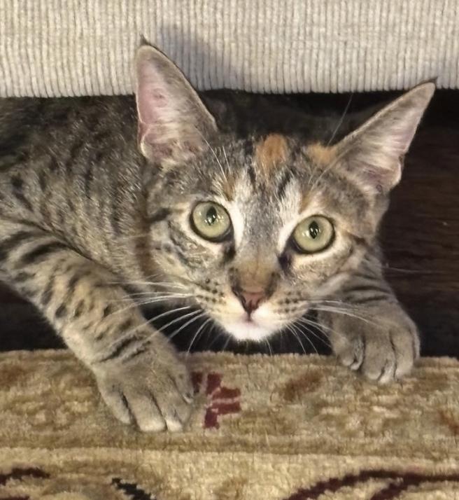 Enlarge Clementine, a Adoptable mixed breed in Frisco, TX image 3/3