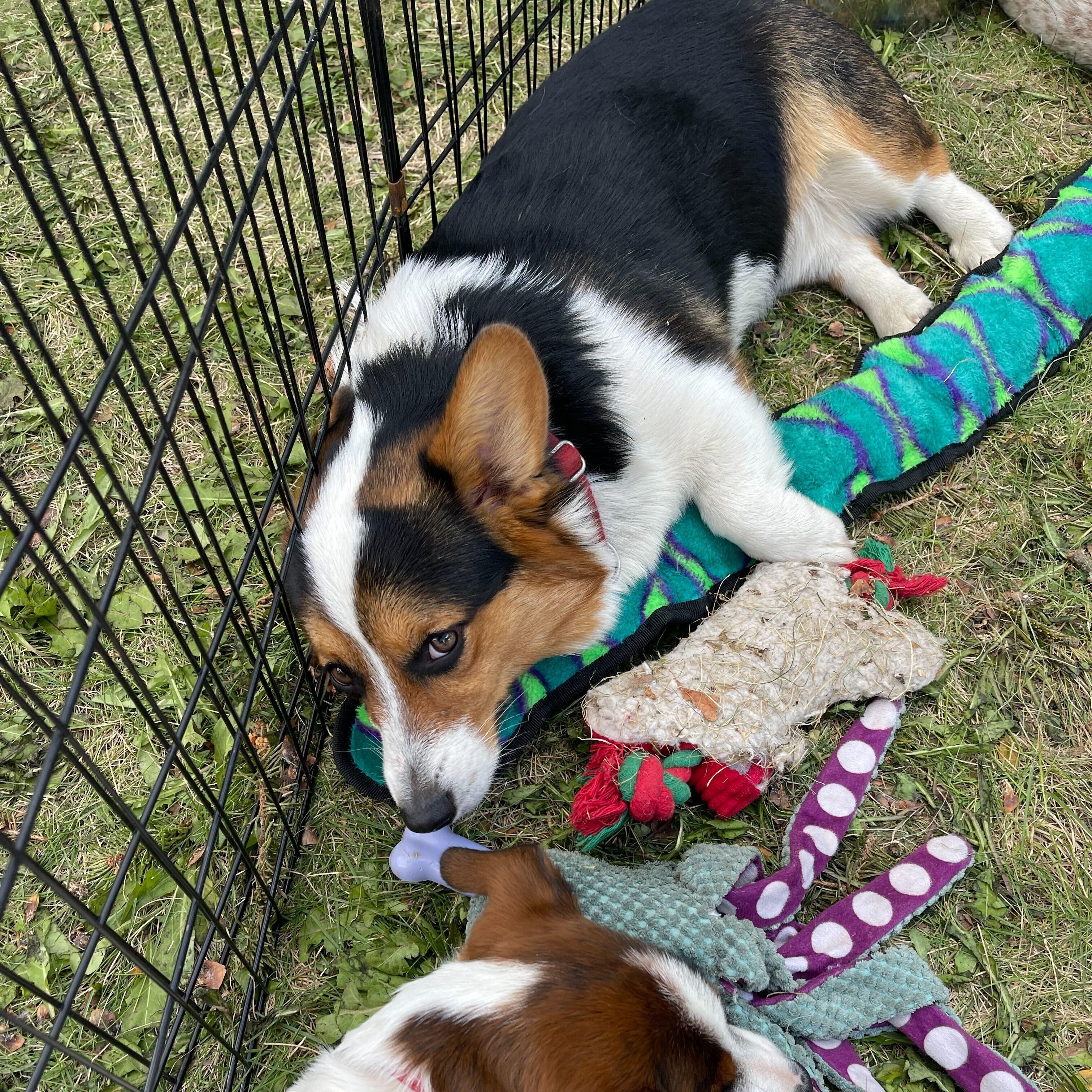 Baylee, adopted, Young Female Pembroke Welsh Corgi.