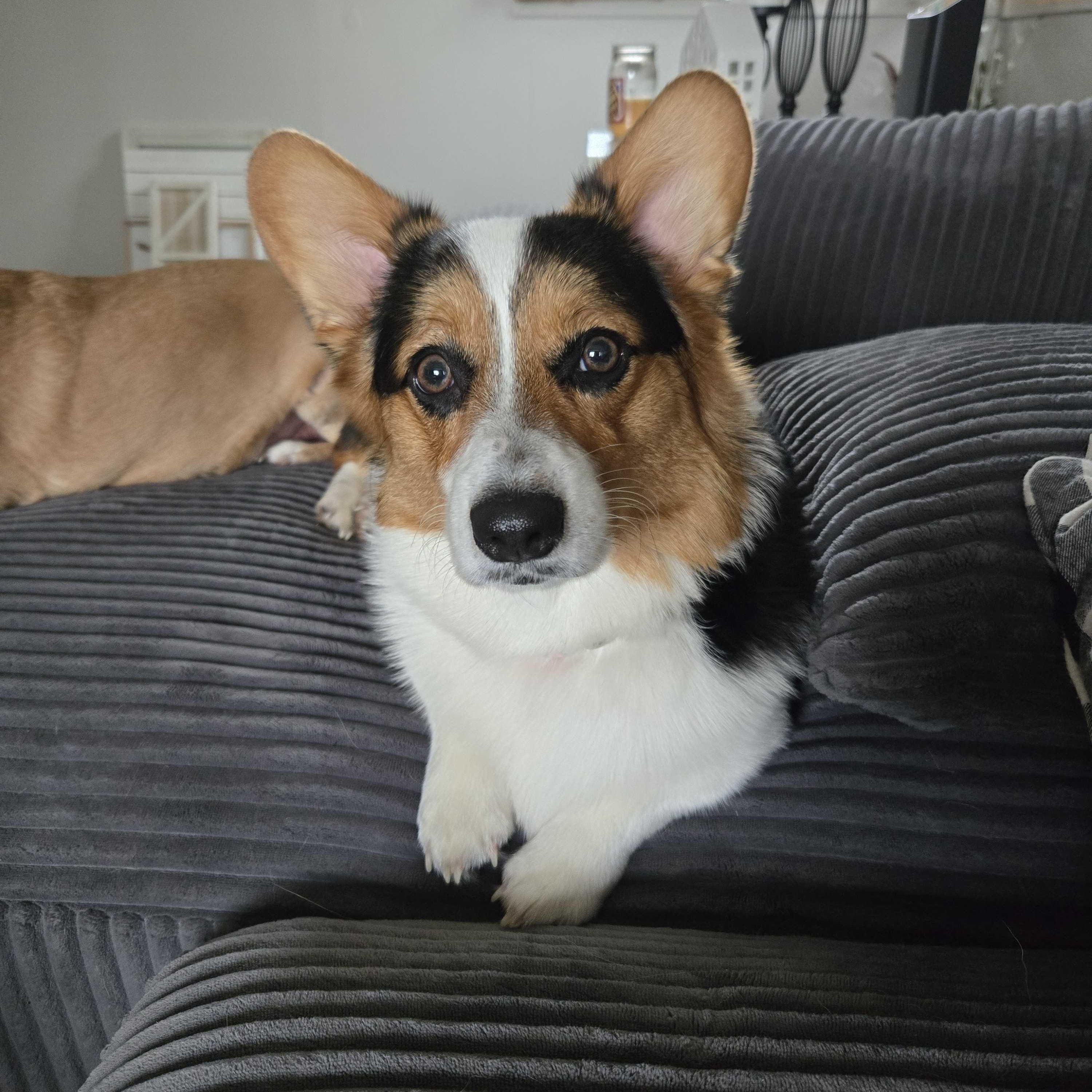 Baylee