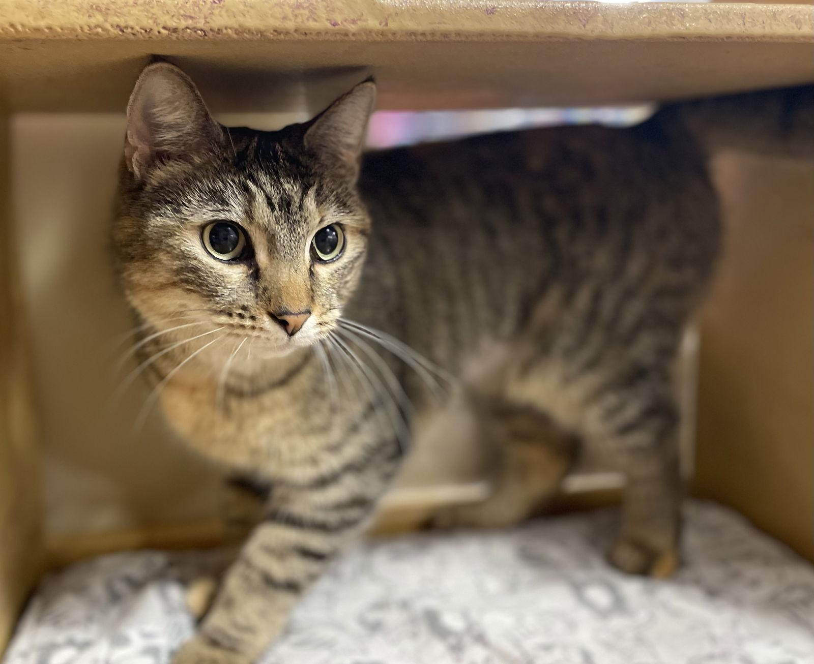 Enlarge Merrin, a Adoptable mixed breed in Oxford, MS image 1/3