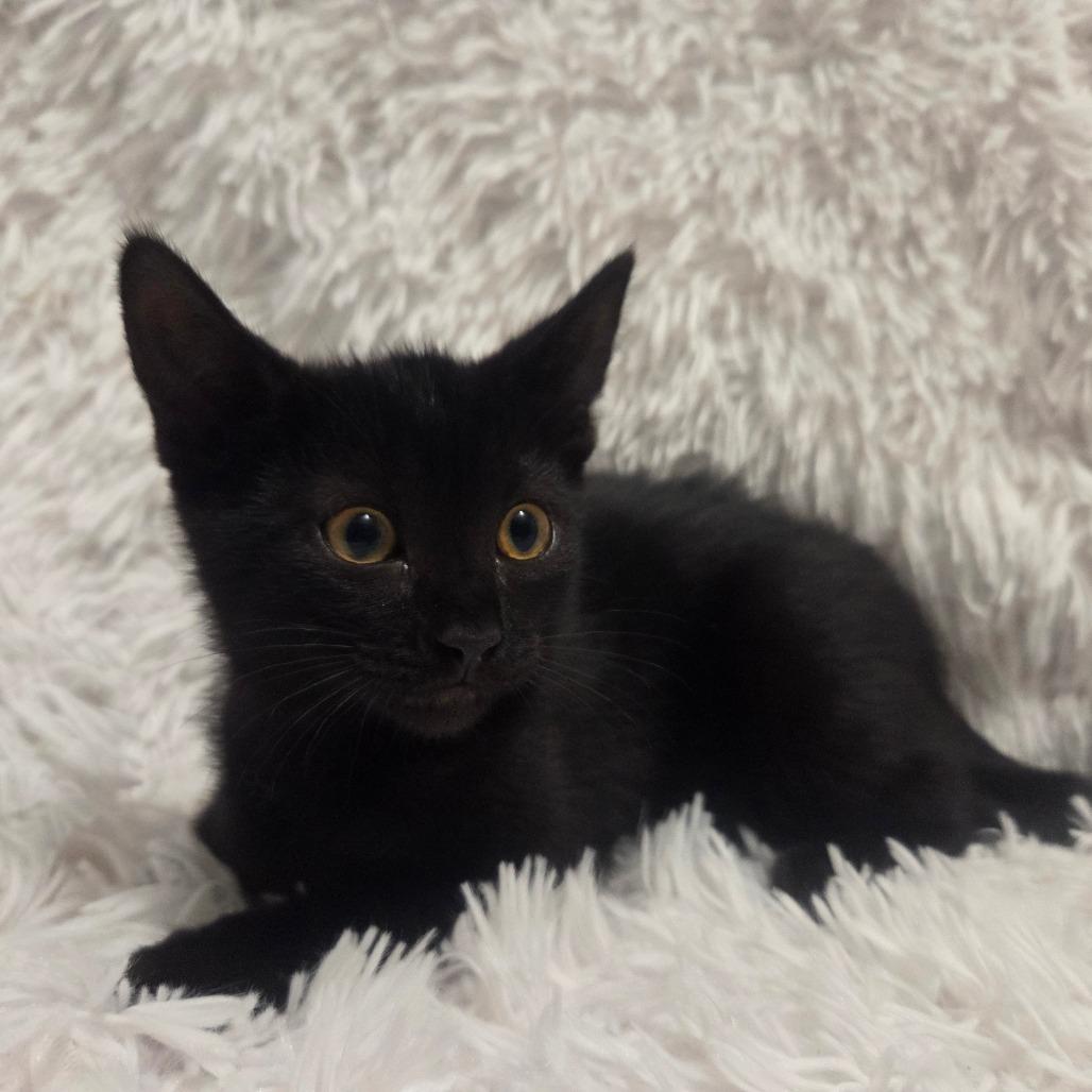 Cortado, Adoptable, Kitten Female Domestic Short Hair & Domestic Short Hair.