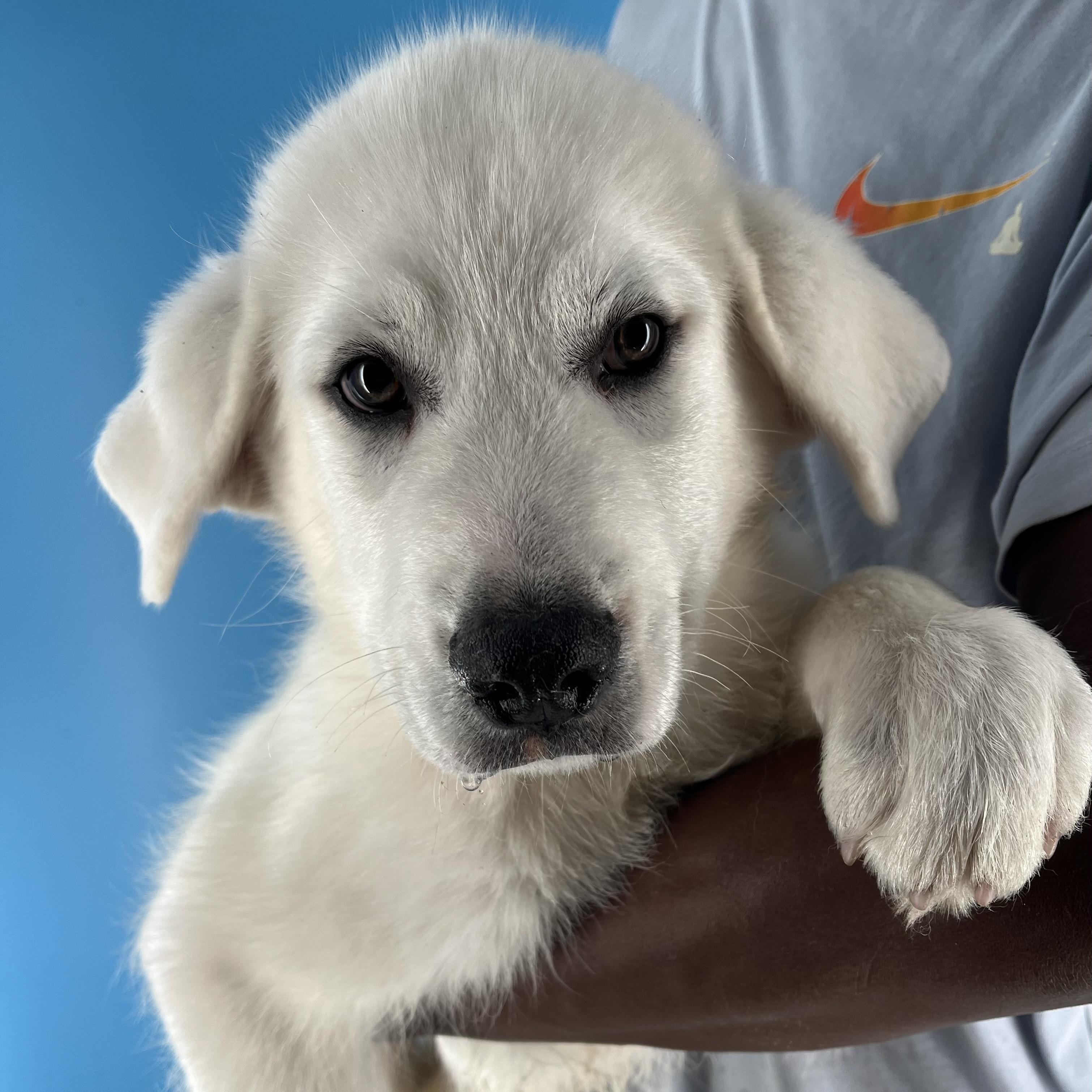 Winston Furchill - Local July 25-27, Baby Male Great Pyrenees