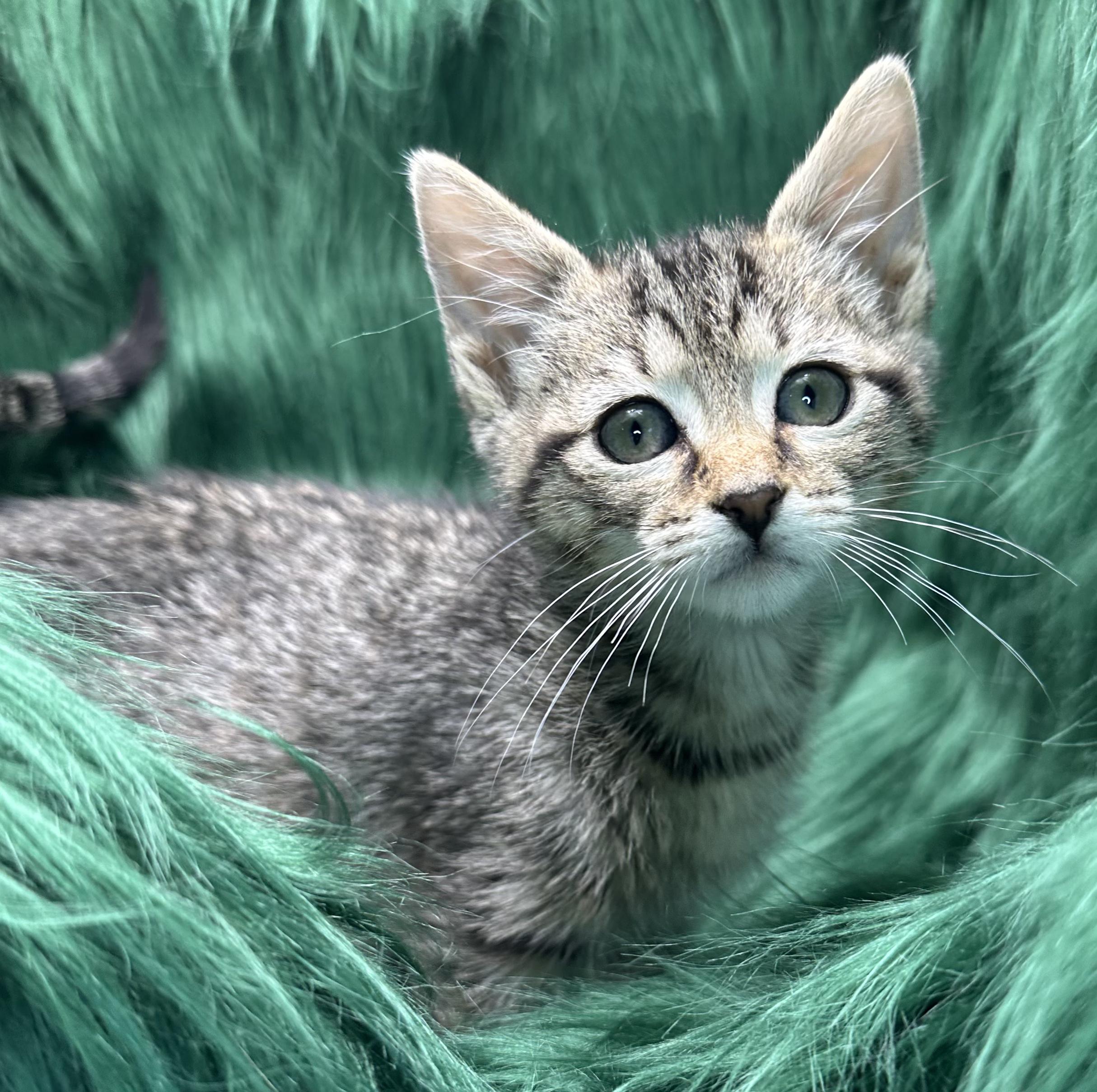 Dim Sum, Adoptable, Kitten Female Domestic Short Hair & Tabby.