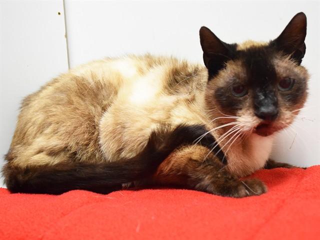 JR., Adoptable, Senior Male Siamese.