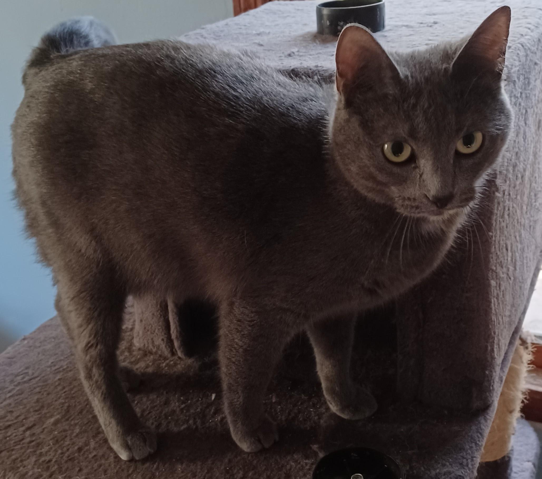 Pewter, a Adoptable mixed breed in Monticello, MN image 3/3