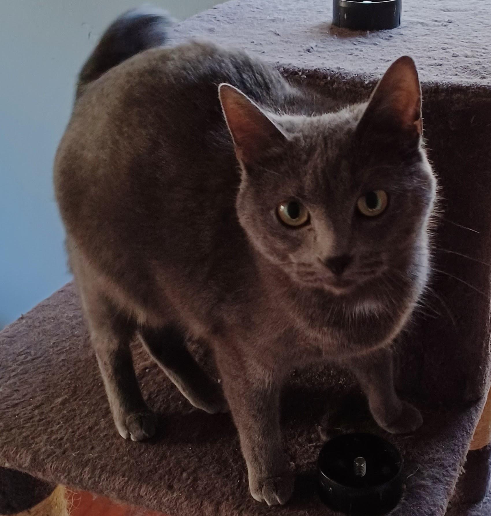Pewter, a Adoptable mixed breed in Monticello, MN image 1/3