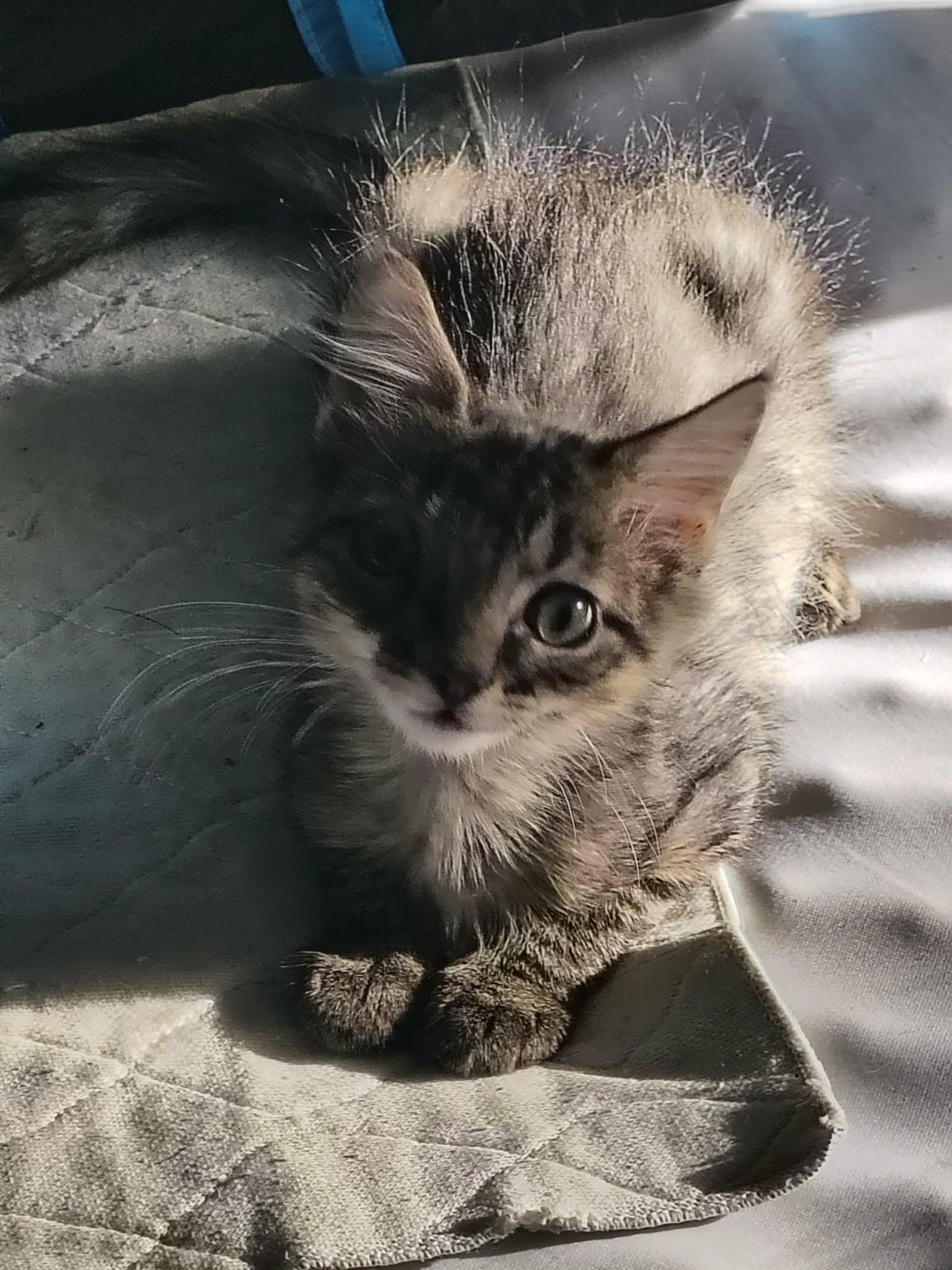 Midge, Adoptable, Young Female Domestic Medium Hair.