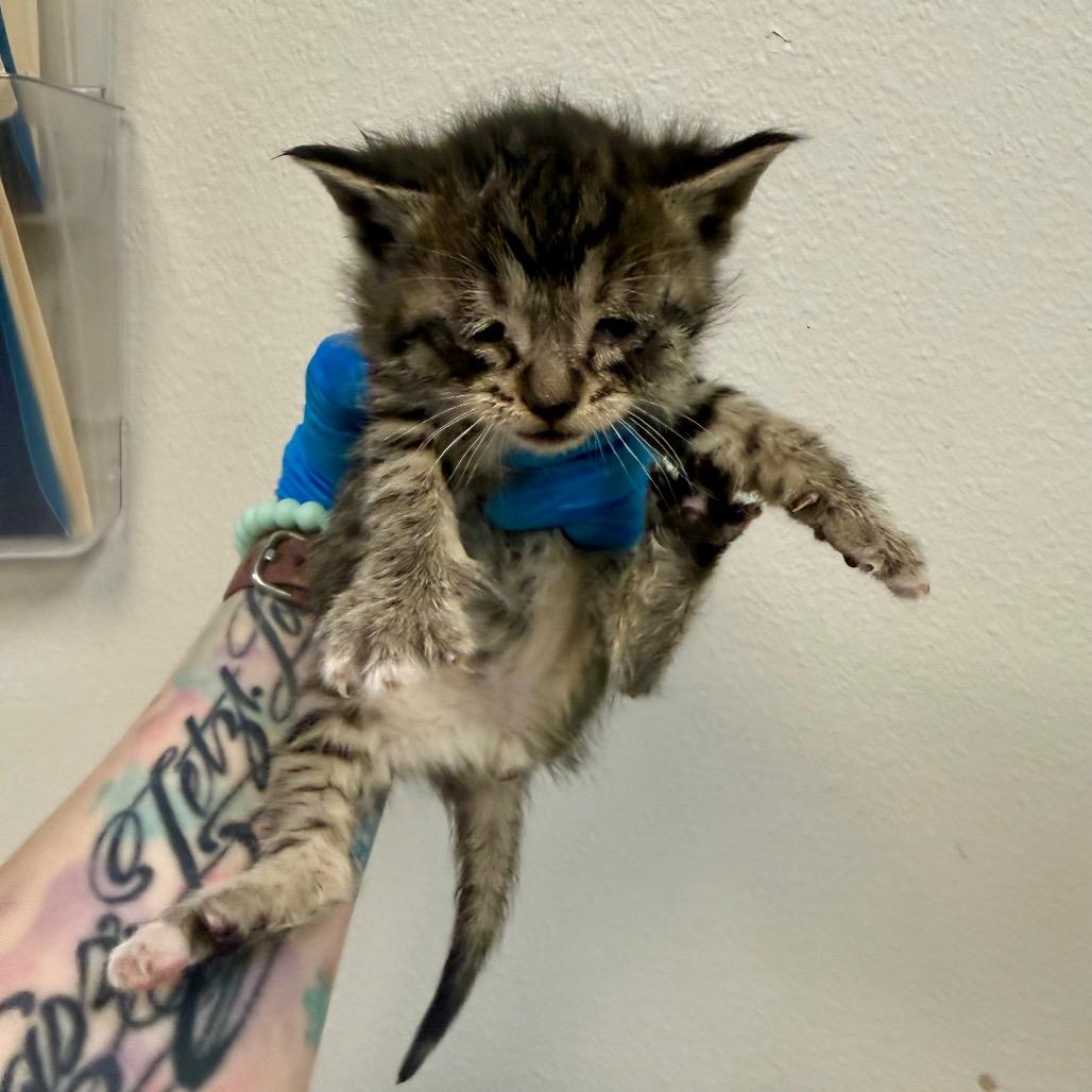 Rose, Adoptable, Kitten Female Domestic Short Hair.