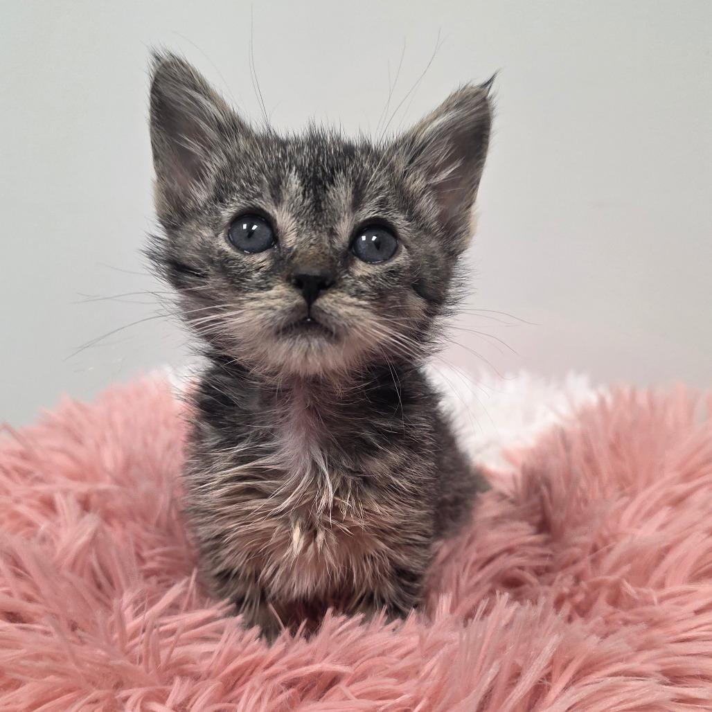 Enlarge Rose, a Adoptable Domestic Short Hair in Great Falls, MT image 3/4