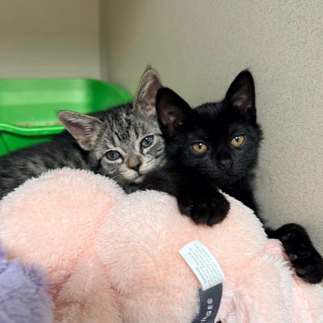 Enlarge Rose, a Adoptable Domestic Short Hair in Great Falls, MT image 4/4
