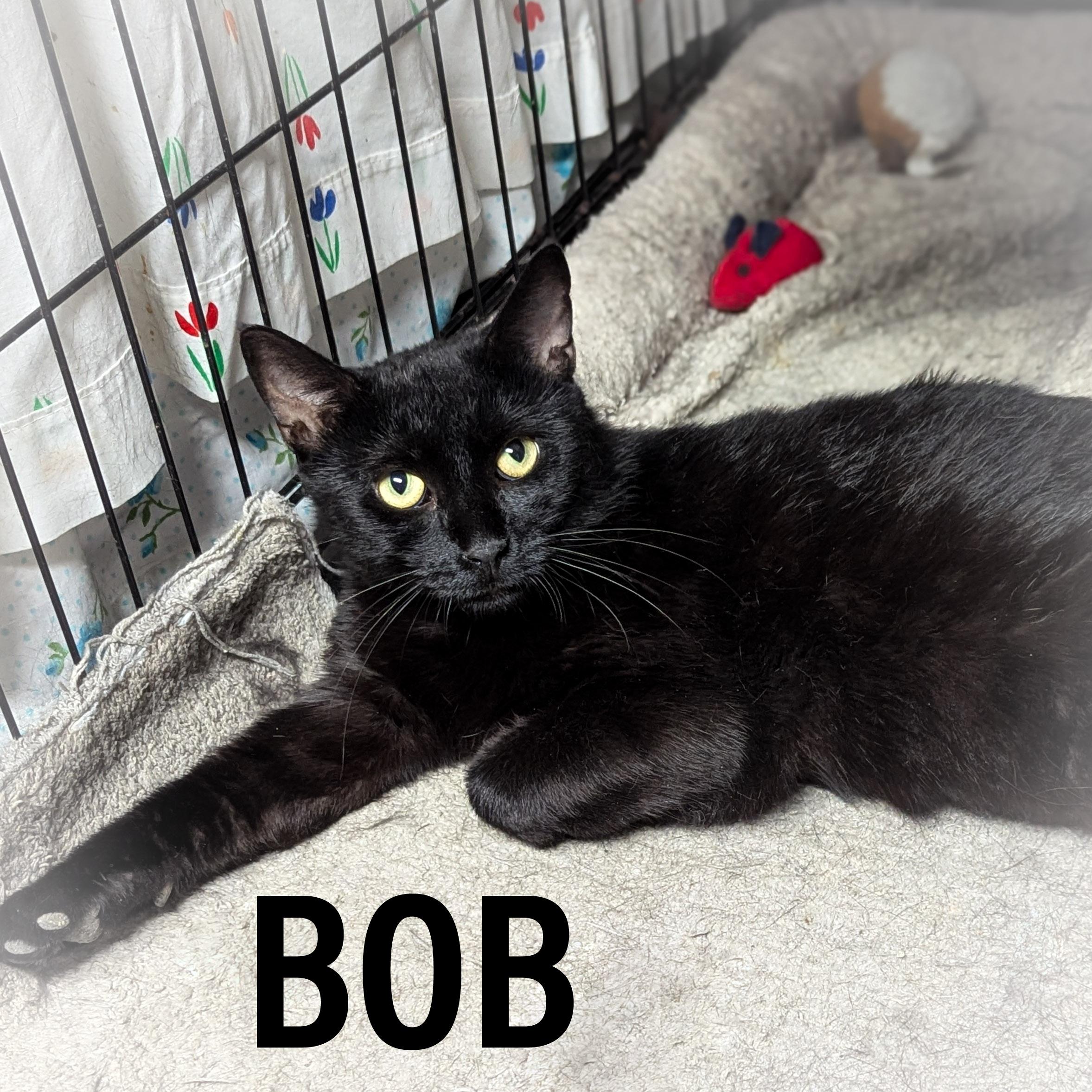 BOB, a Adoptable mixed breed in Griffith, IN image 4/5