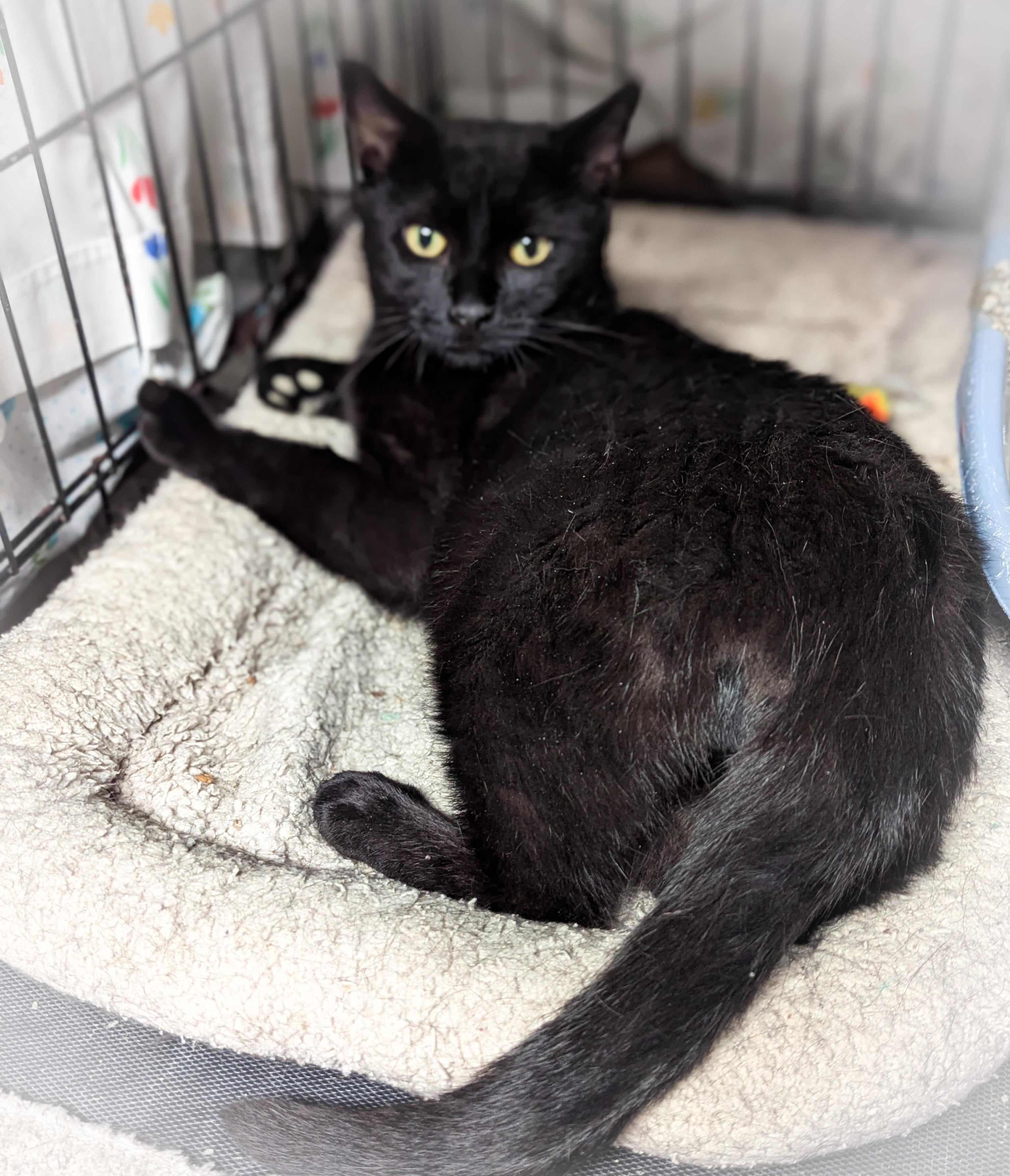 BOB, a Adoptable mixed breed in Griffith, IN image 2/5