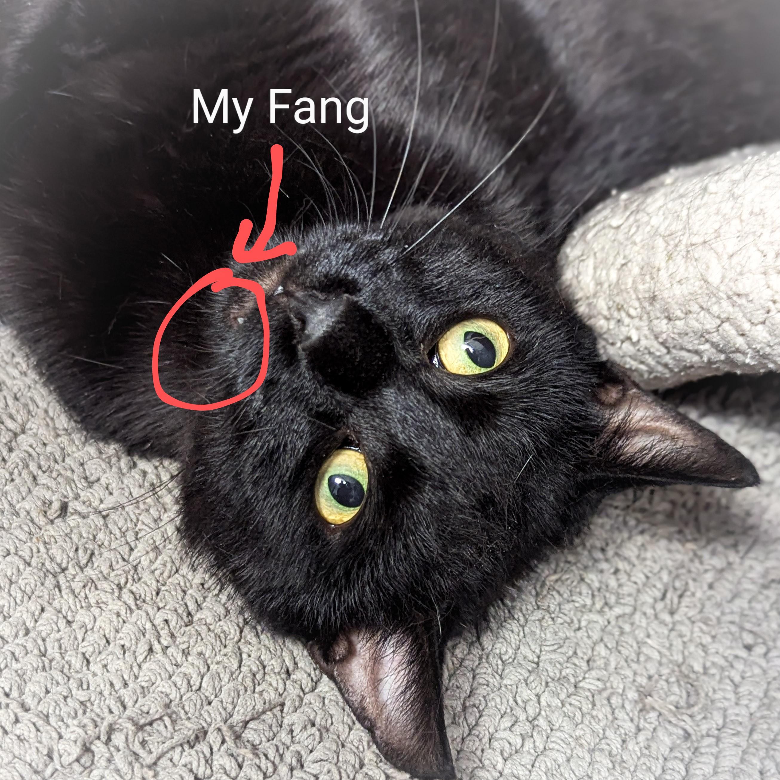 BOB, a Adoptable mixed breed in Griffith, IN image 5/5