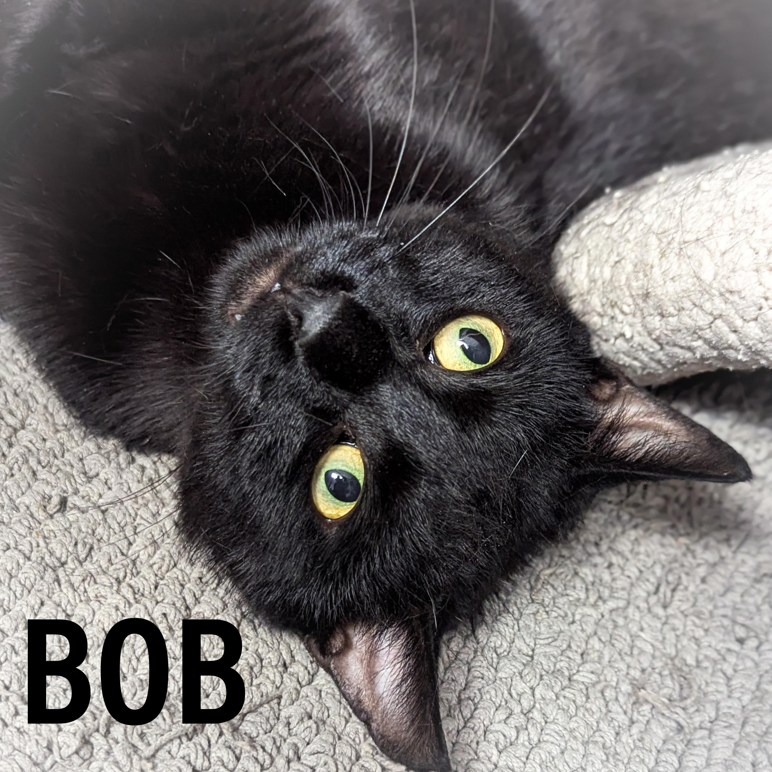 BOB, a Adoptable mixed breed in Griffith, IN image 1/5