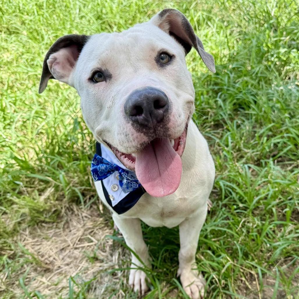 Benny, Adoptable, Adult Male American Staffordshire Terrier.