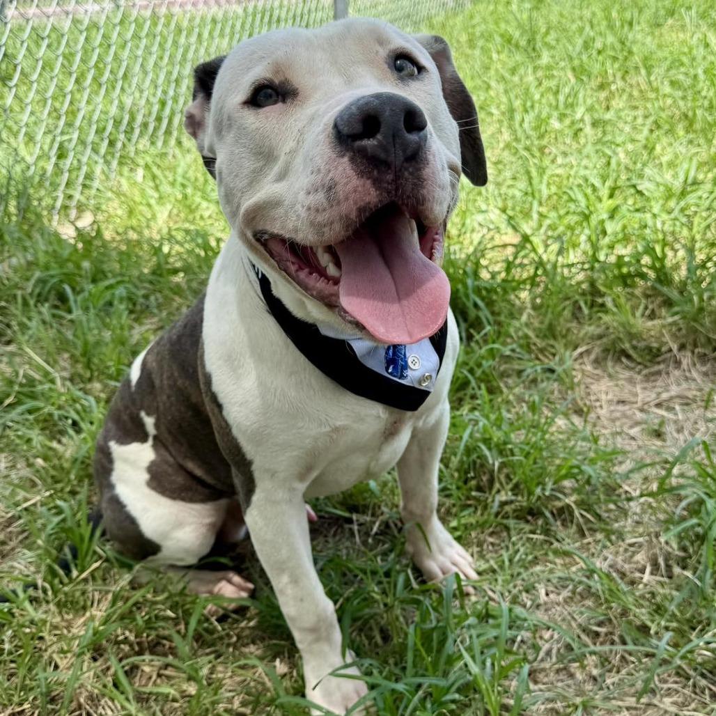 Benny, a Adoptable American Staffordshire Terrier in Napa, CA image 2/6