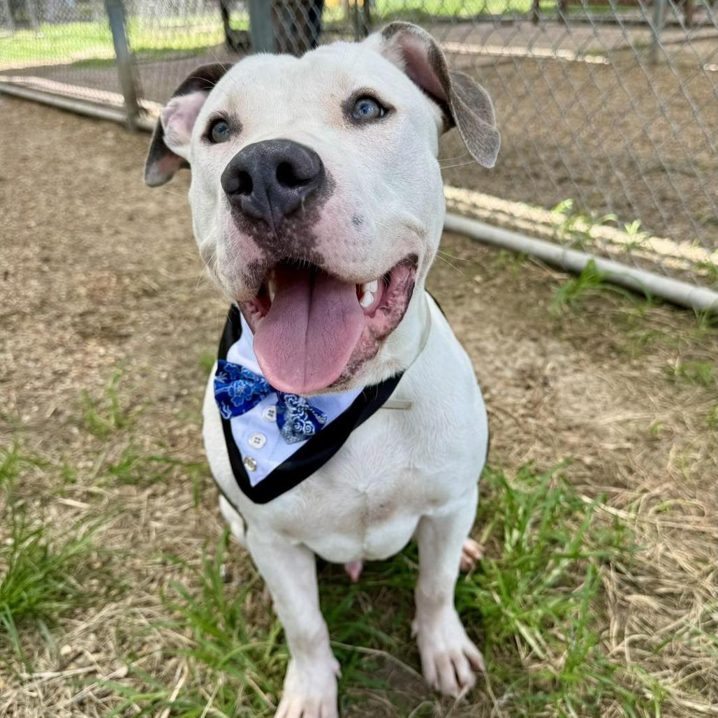 Benny, a Adoptable American Staffordshire Terrier in Napa, CA image 3/6