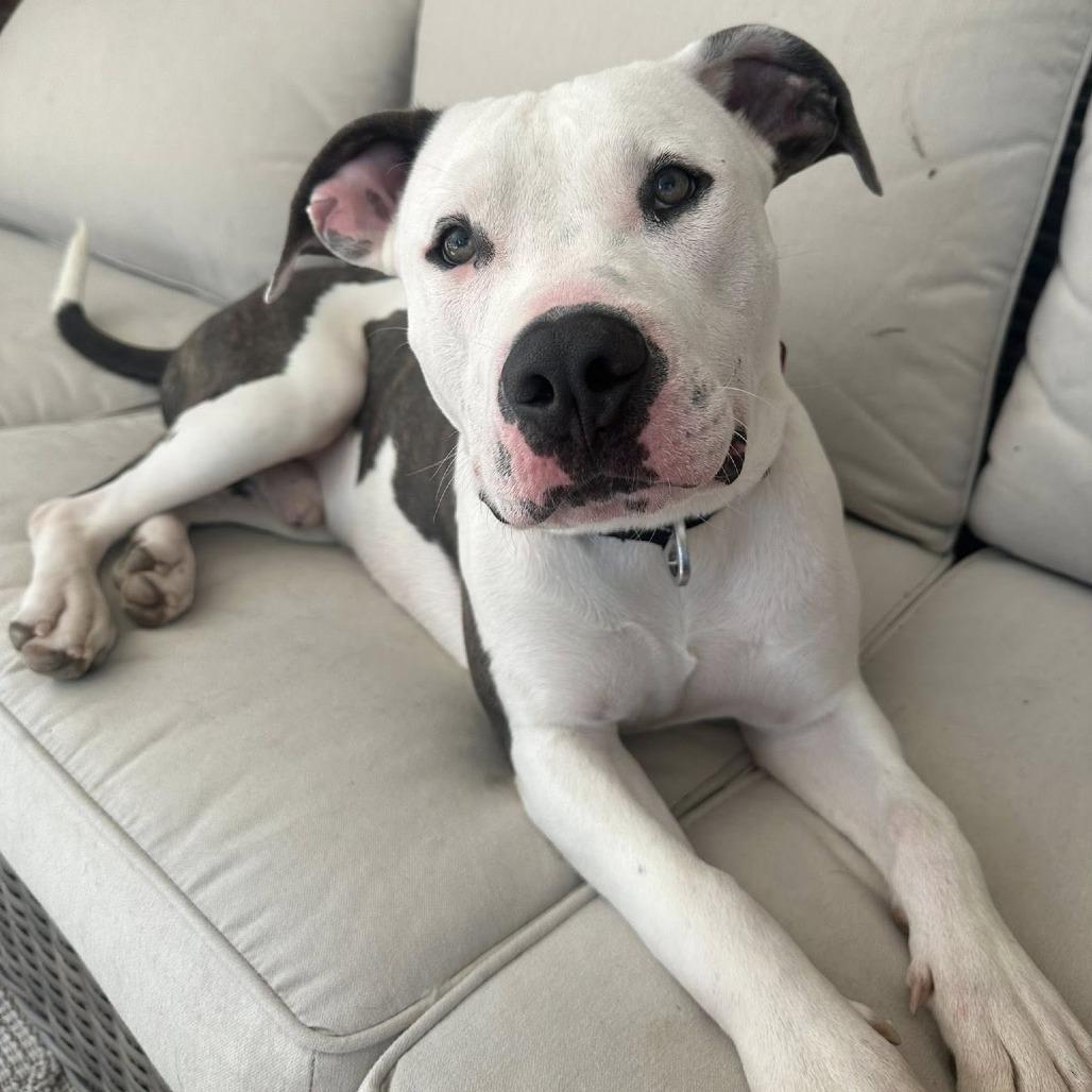 Benny, a Adoptable American Staffordshire Terrier in Napa, CA image 4/6