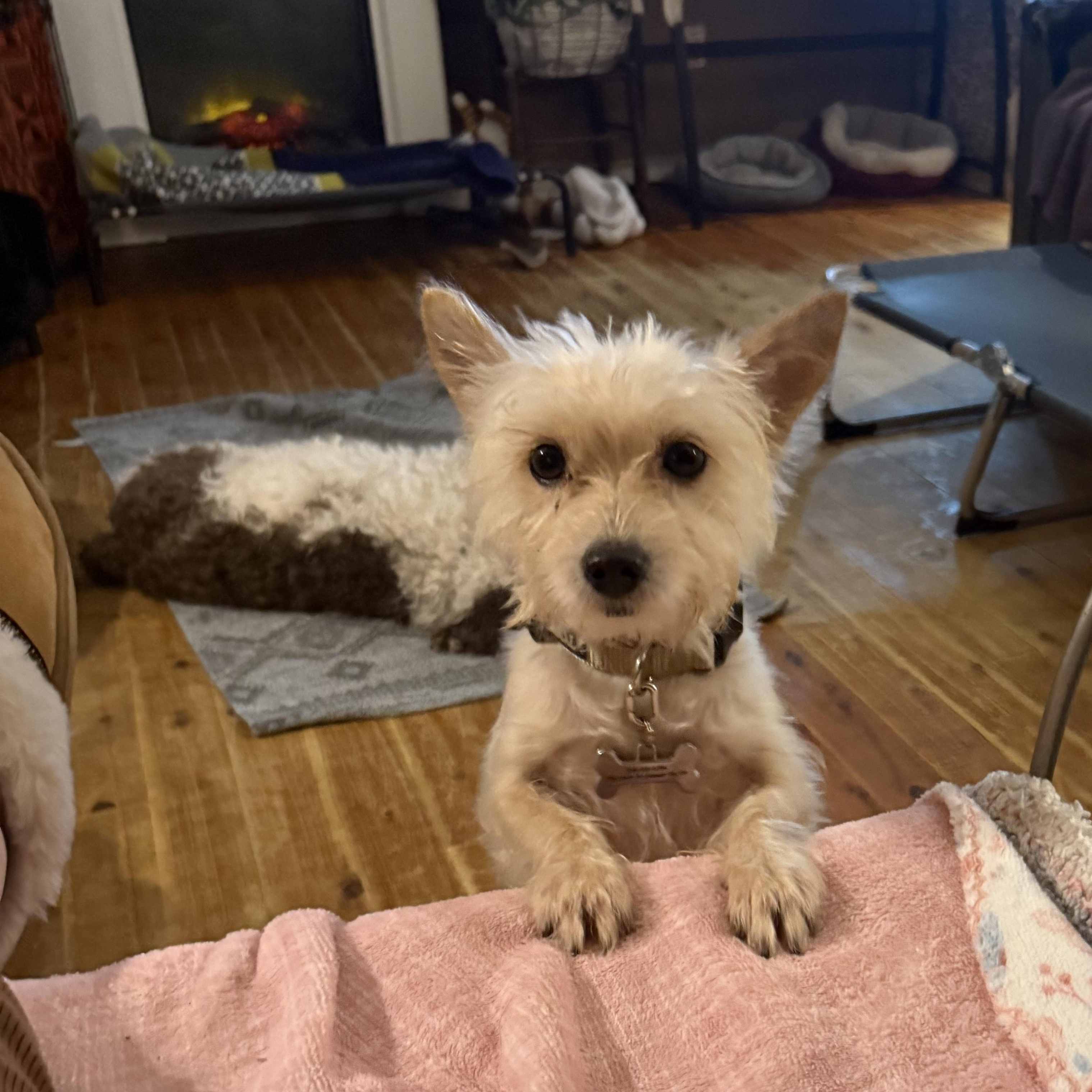 Ryder , ADOPTABLE, Adult Male Wirehaired Terrier.