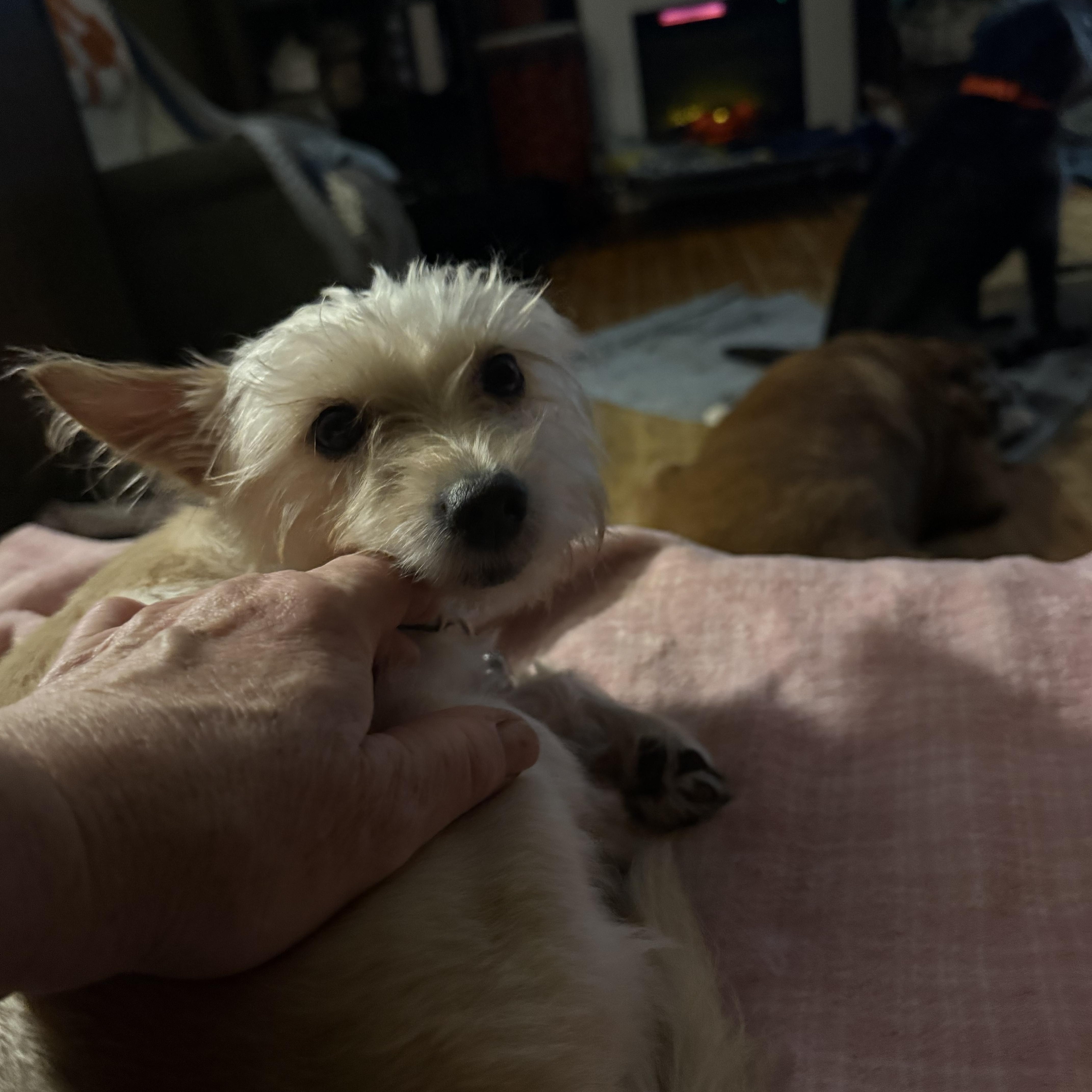 Ryder , a ADOPTABLE mixed breed in Pleasant Valley, NY image 3/4