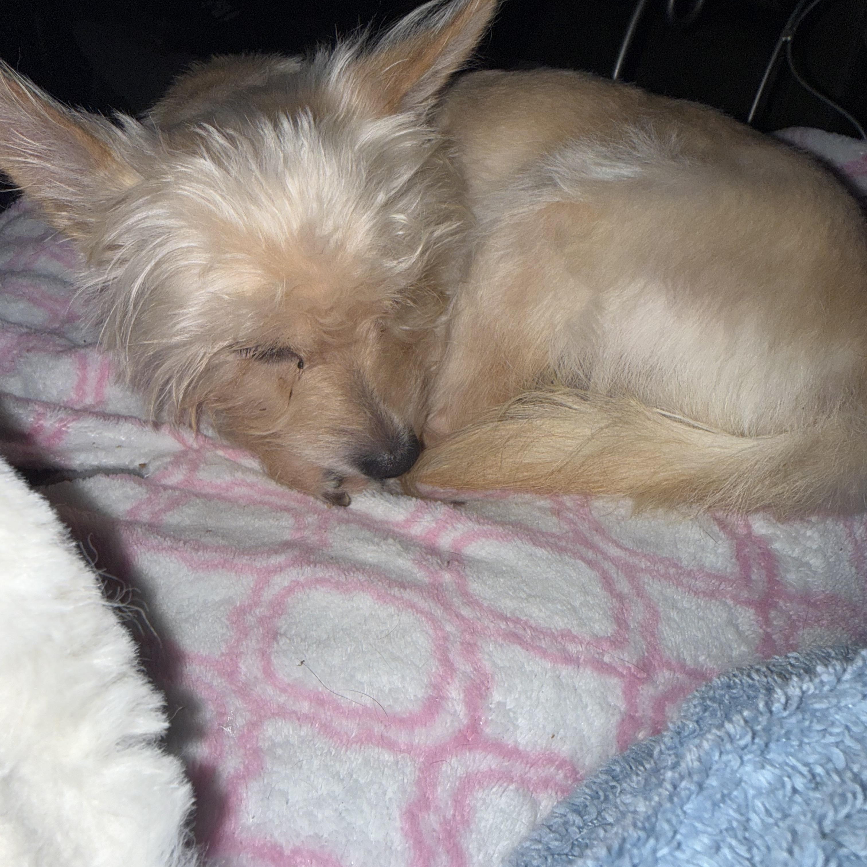 Ryder , a ADOPTABLE mixed breed in Pleasant Valley, NY image 4/4