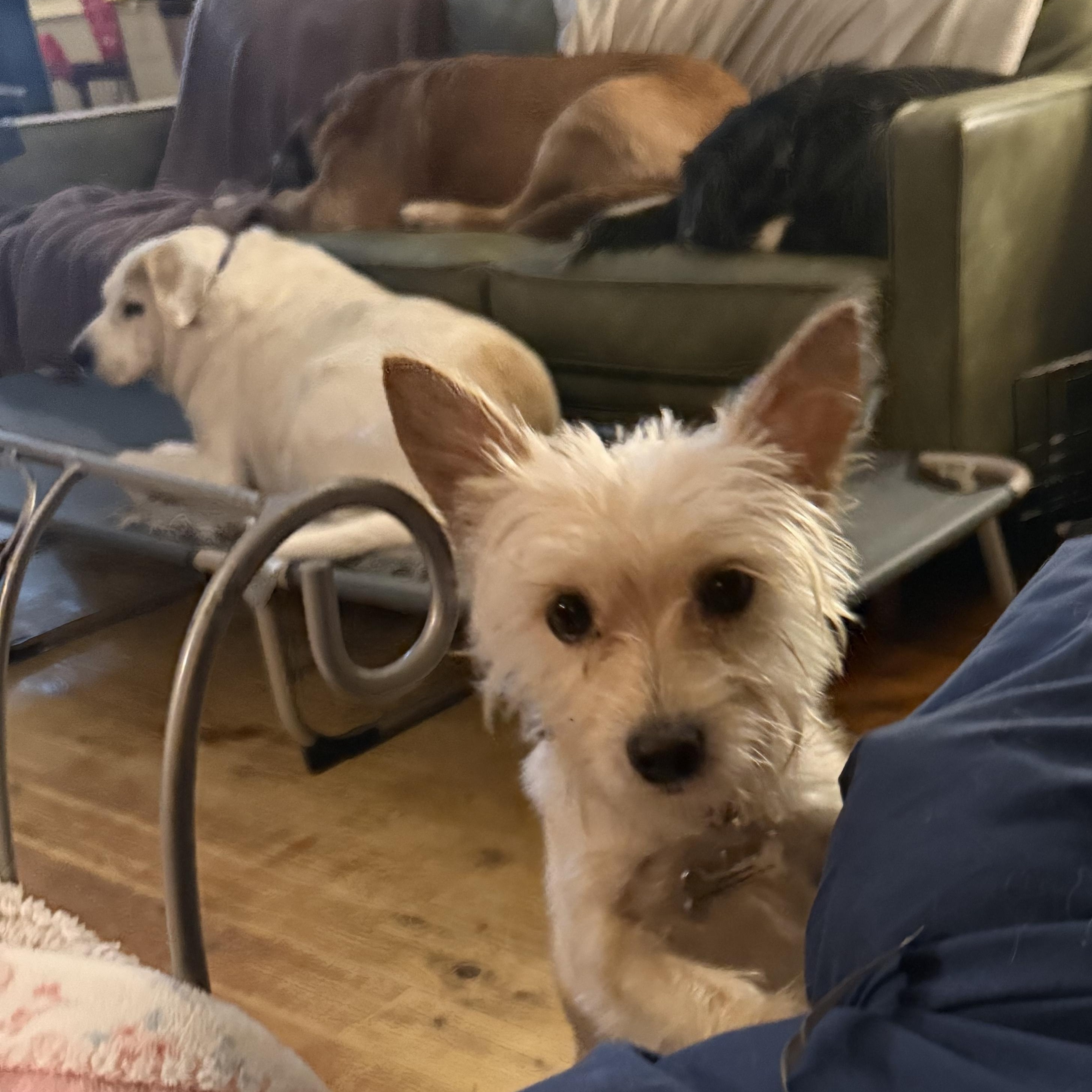 Ryder , a ADOPTABLE mixed breed in Pleasant Valley, NY image 2/4