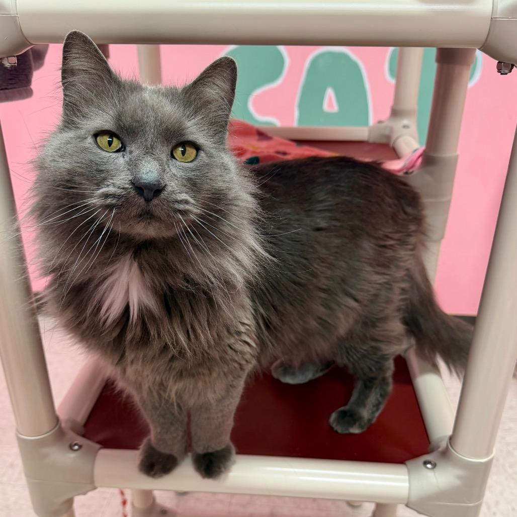 Chilly, Adoptable, Senior Male Domestic Long Hair & Domestic Long Hair.