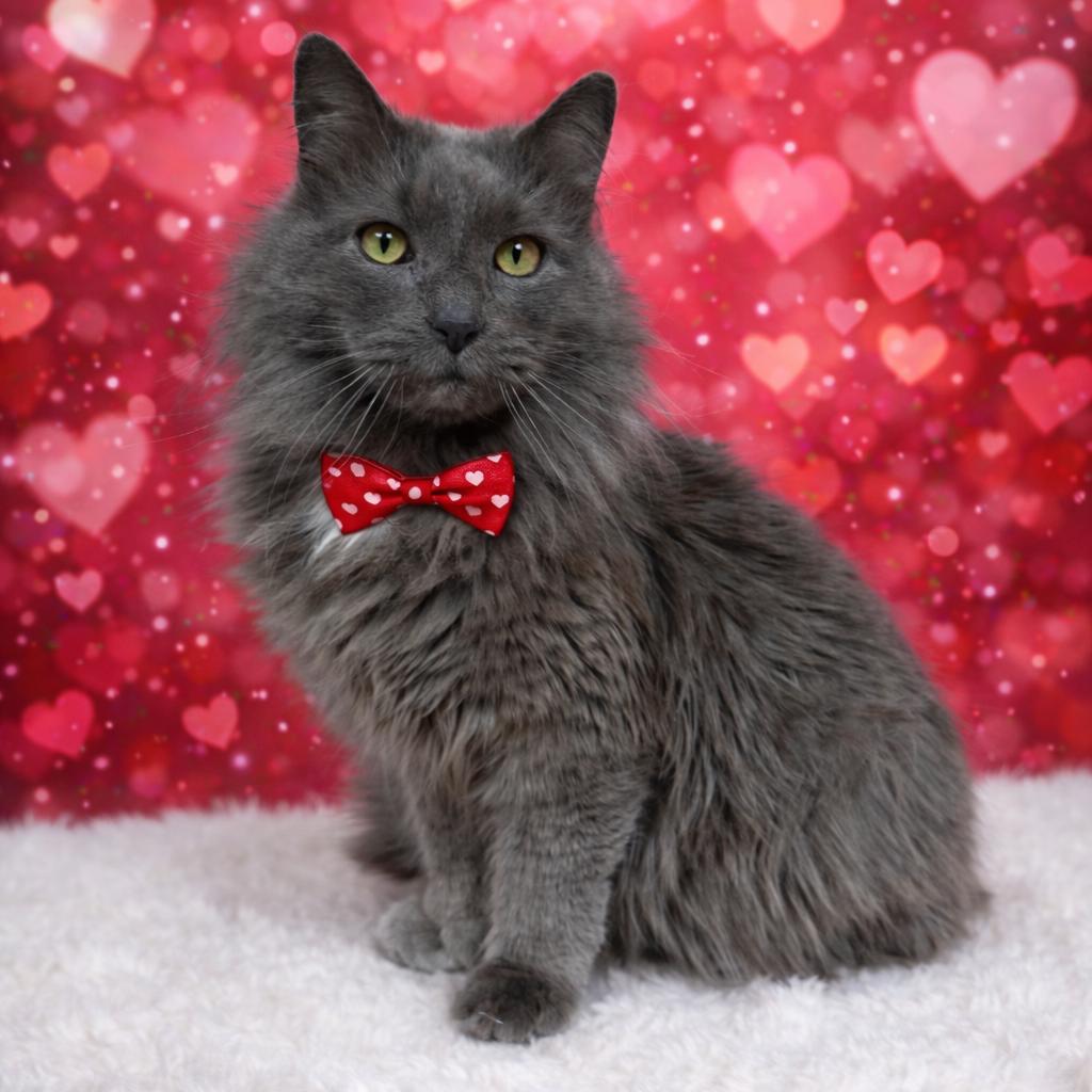 Chilly, a Adoptable mixed breed in Binghamton, NY image 2/6