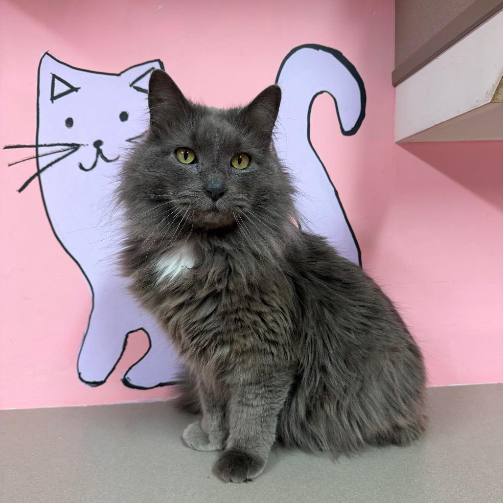 Chilly, a Adoptable mixed breed in Binghamton, NY image 3/6