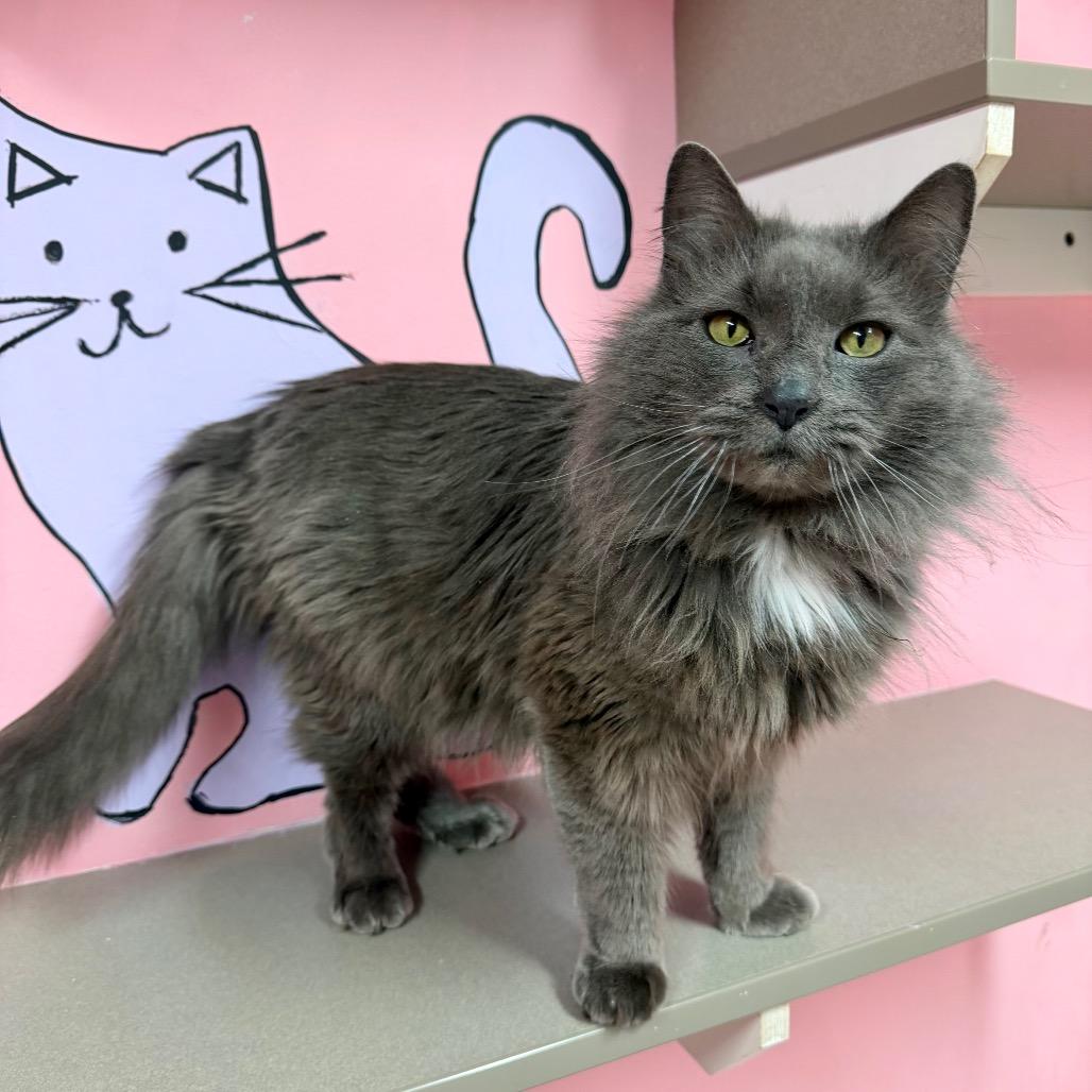 Chilly, a Adoptable mixed breed in Binghamton, NY image 4/6