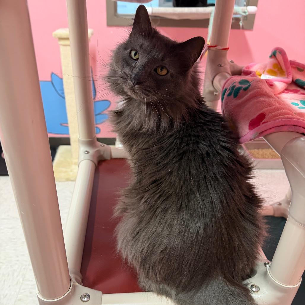 Chilly, a Adoptable mixed breed in Binghamton, NY image 5/6