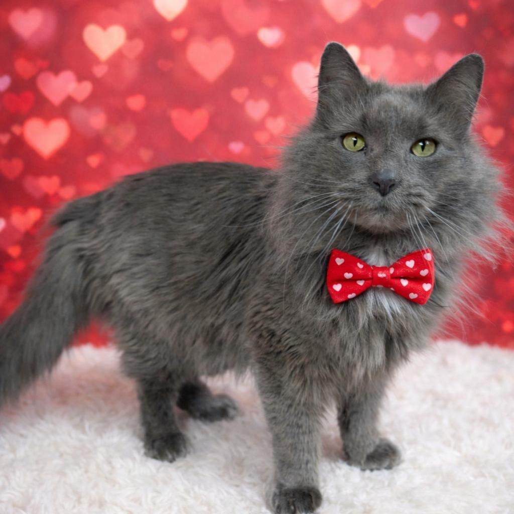 Chilly, a Adoptable mixed breed in Binghamton, NY image 6/6