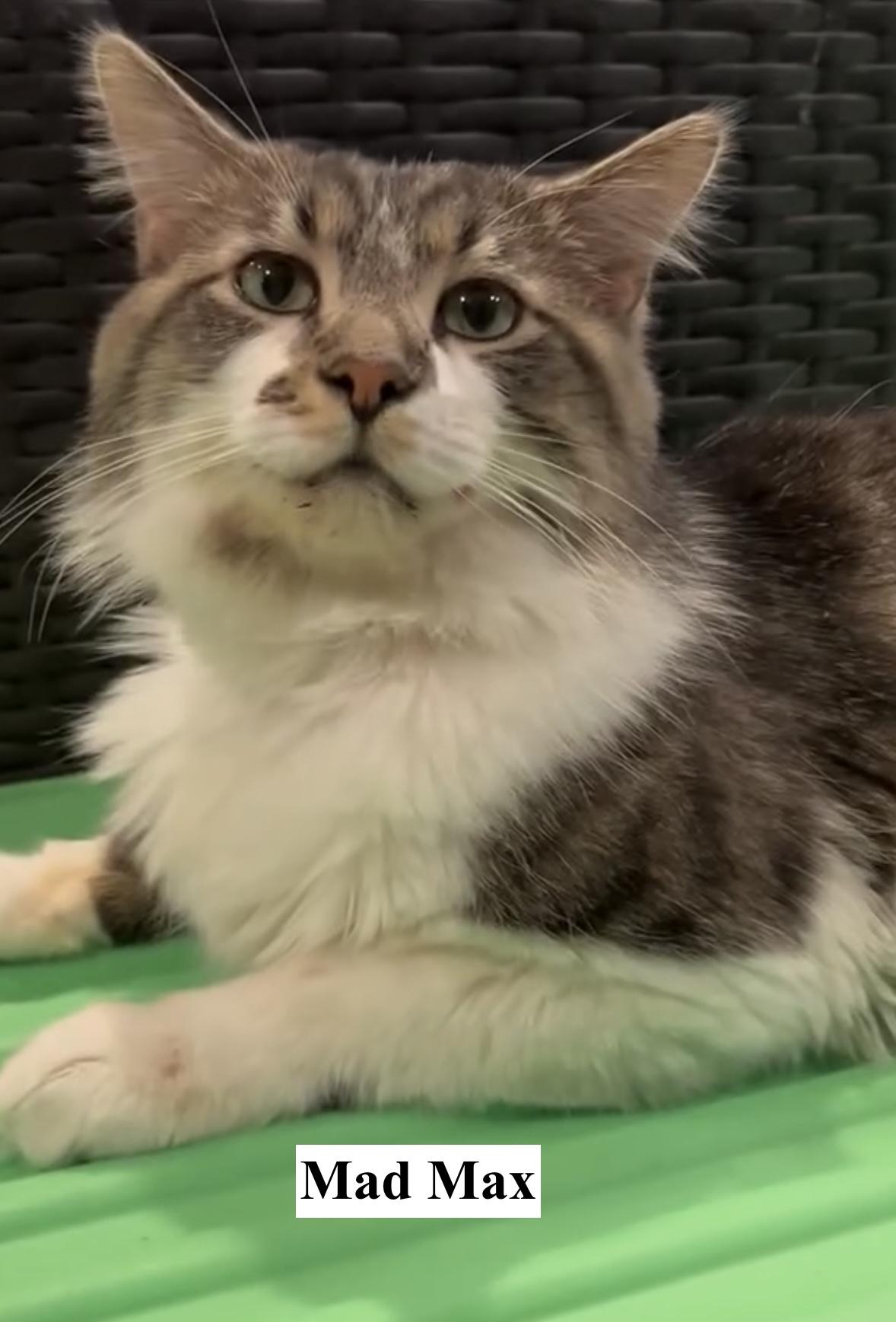 Mad Max, Adult Male Domestic Long Hair